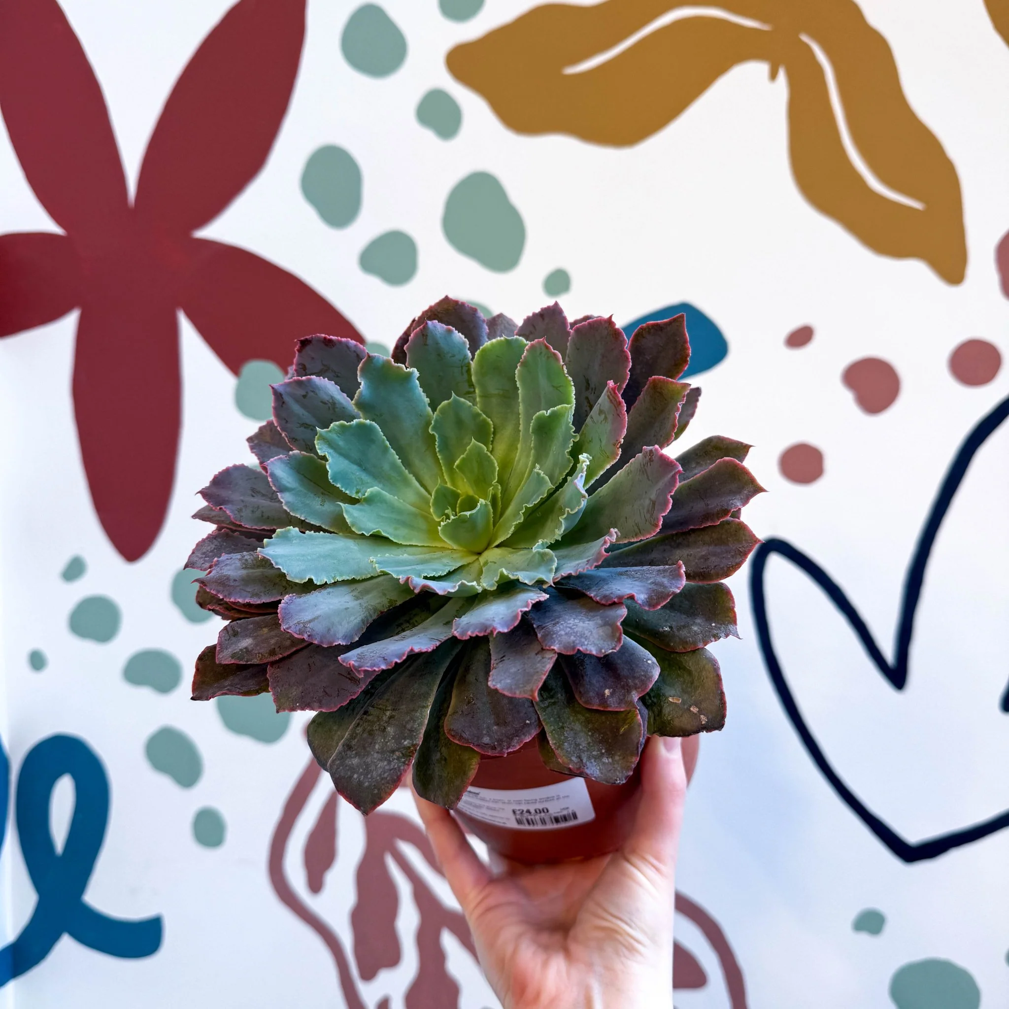 Echeveria ‘Neon Breaker’ - Image 14