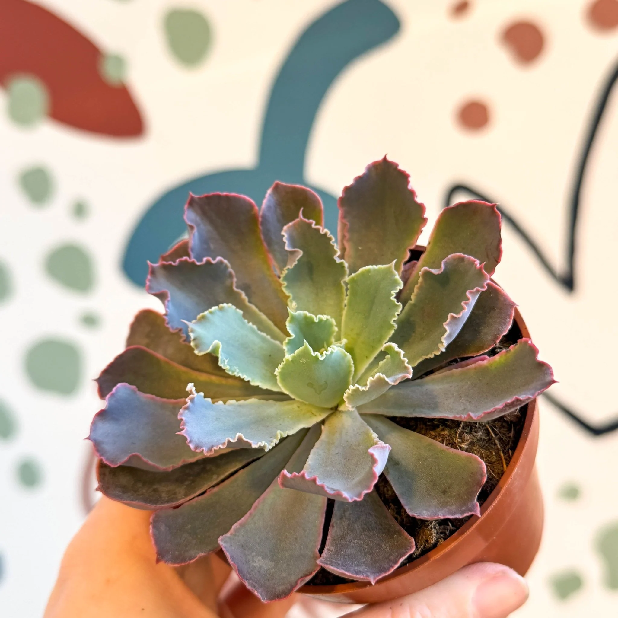 Echeveria ‘Neon Breaker’ - Image 3