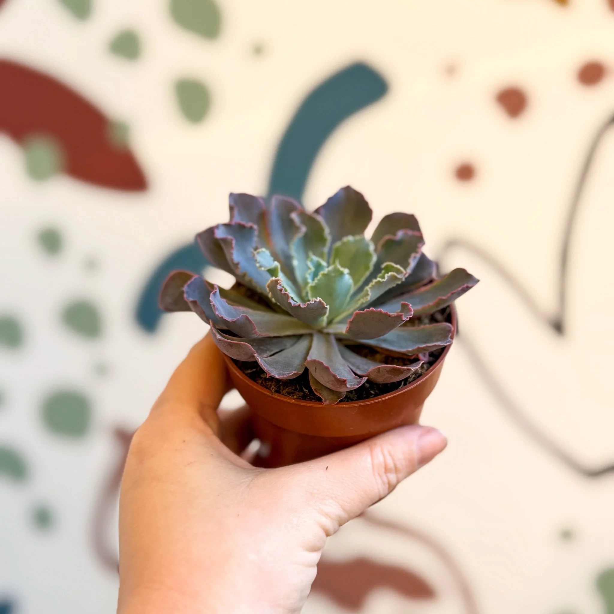 Echeveria ‘Neon Breaker’ - Image 6
