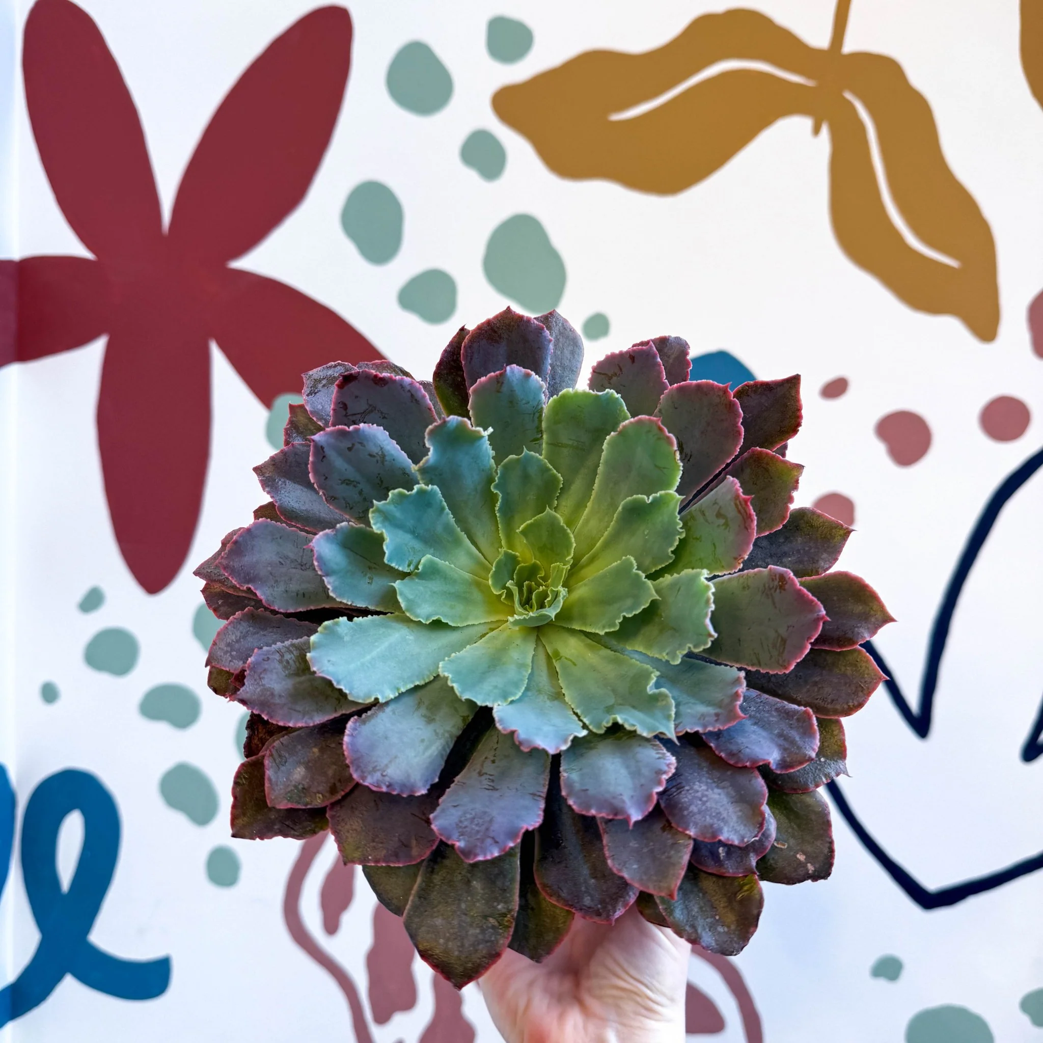 Echeveria ‘Neon Breaker’ - Image 8