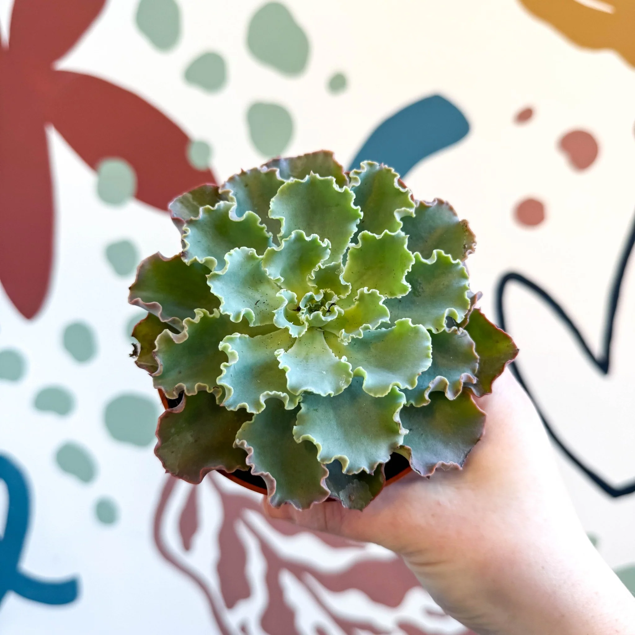 Echeveria shaviana