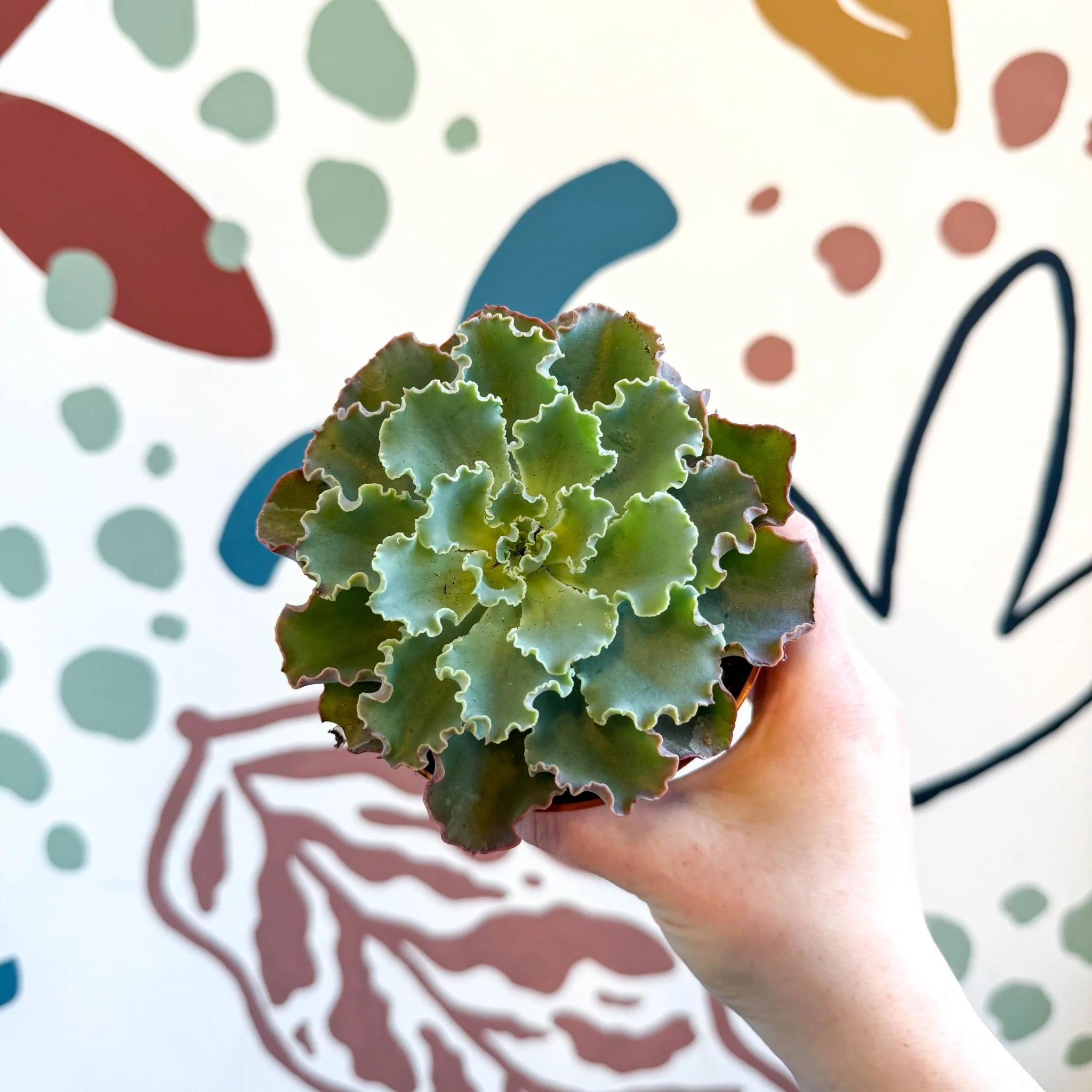 Echeveria shaviana - Image 10