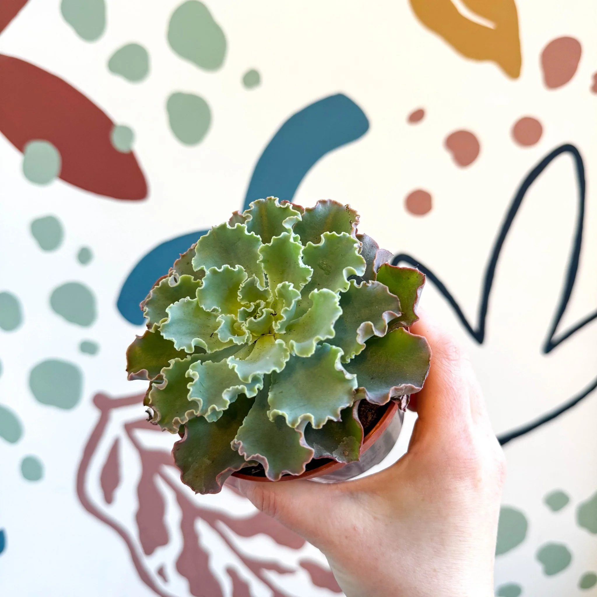 Echeveria shaviana - Image 11