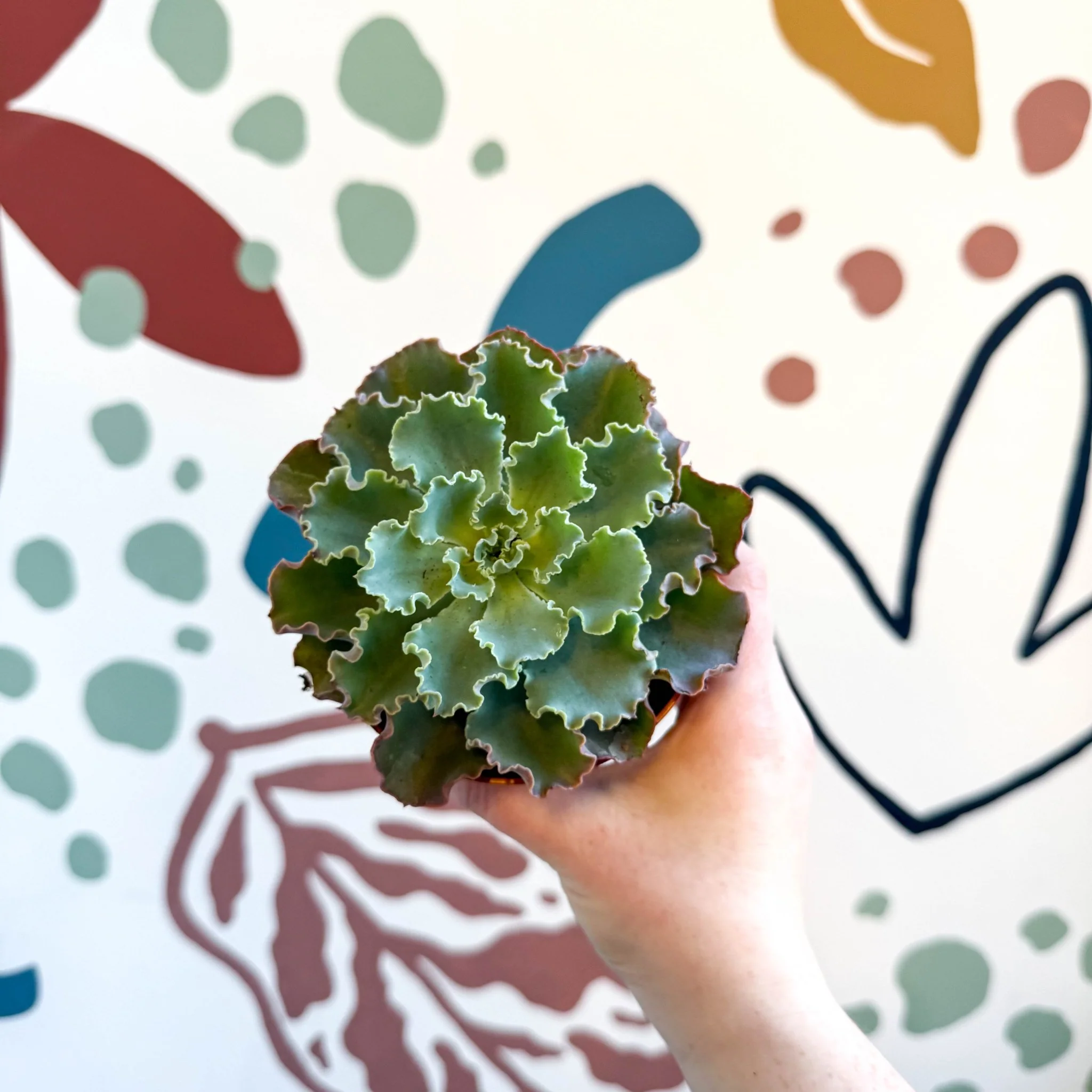 Echeveria shaviana - Image 12