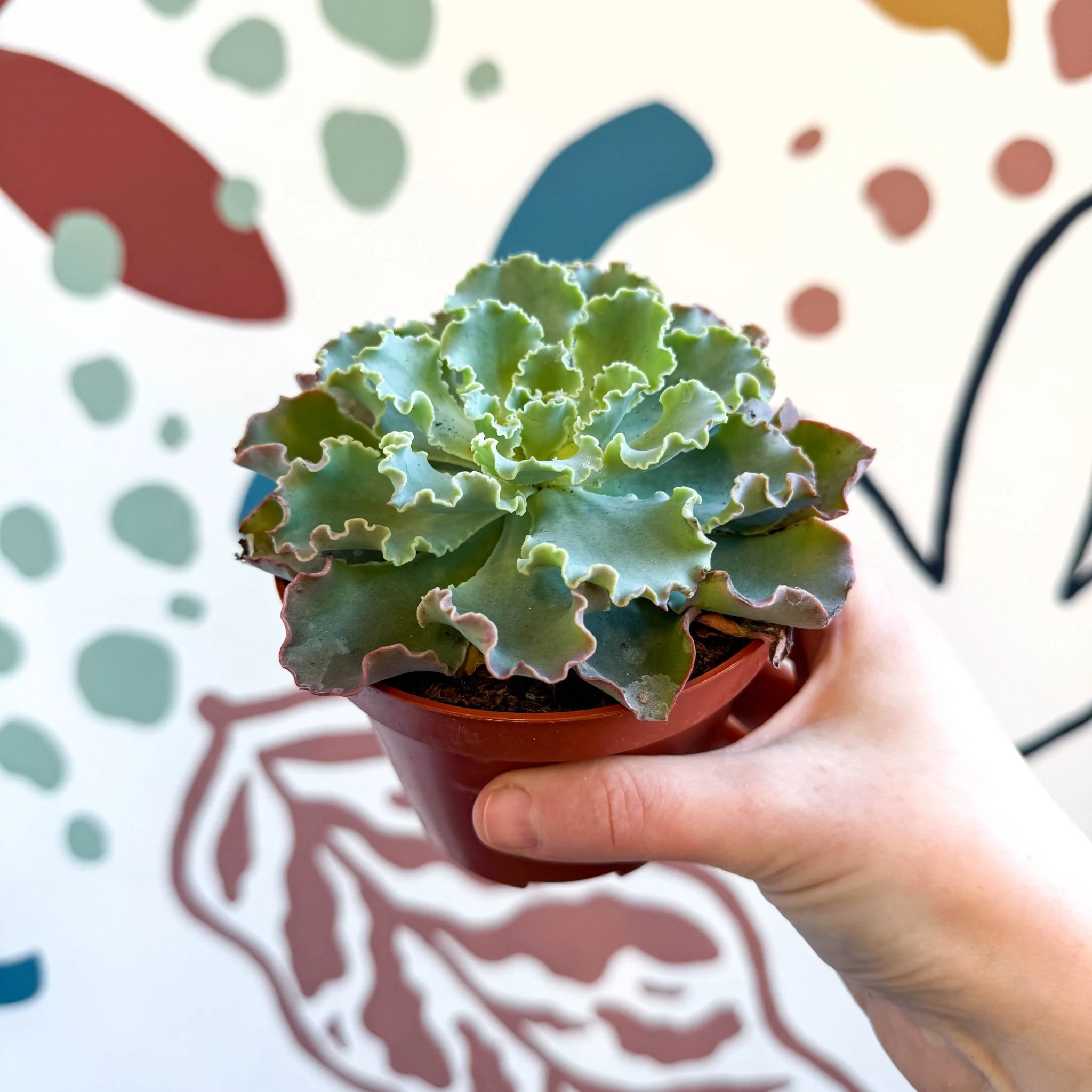 Echeveria shaviana - Image 13