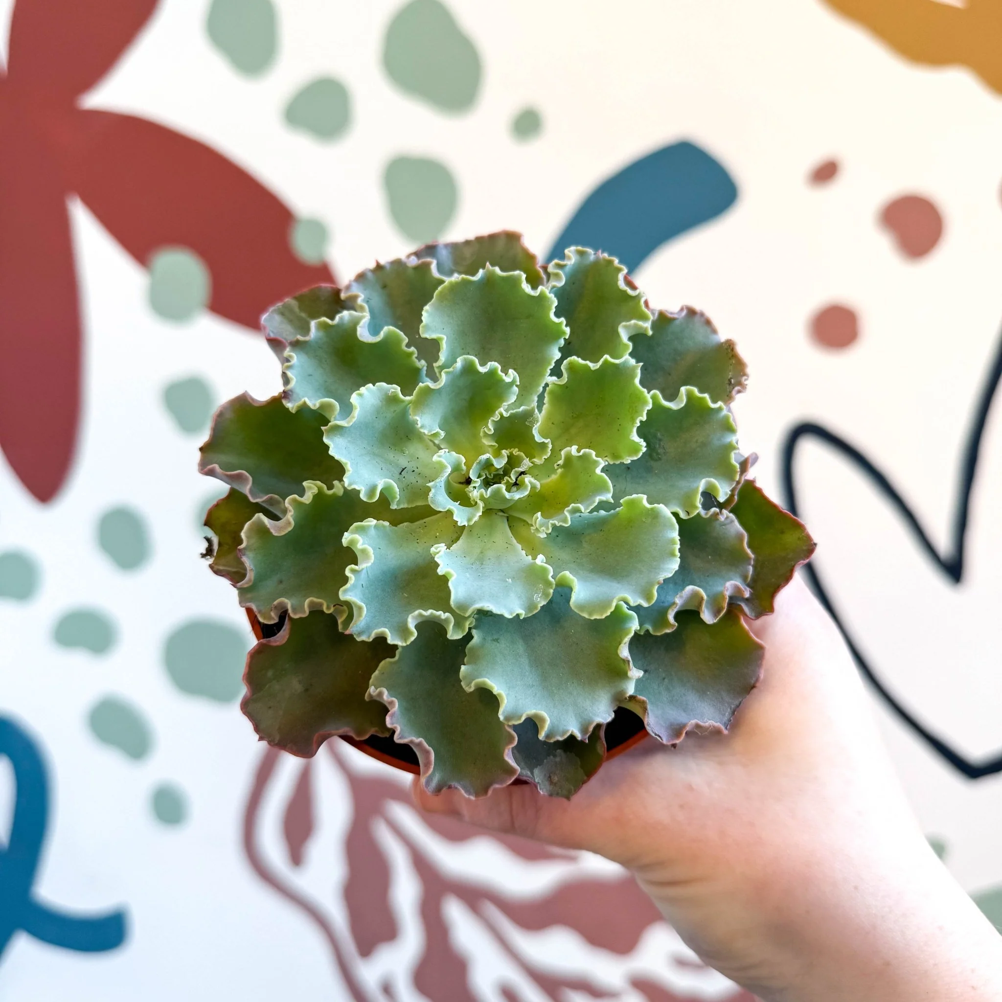 Echeveria shaviana - Image 14
