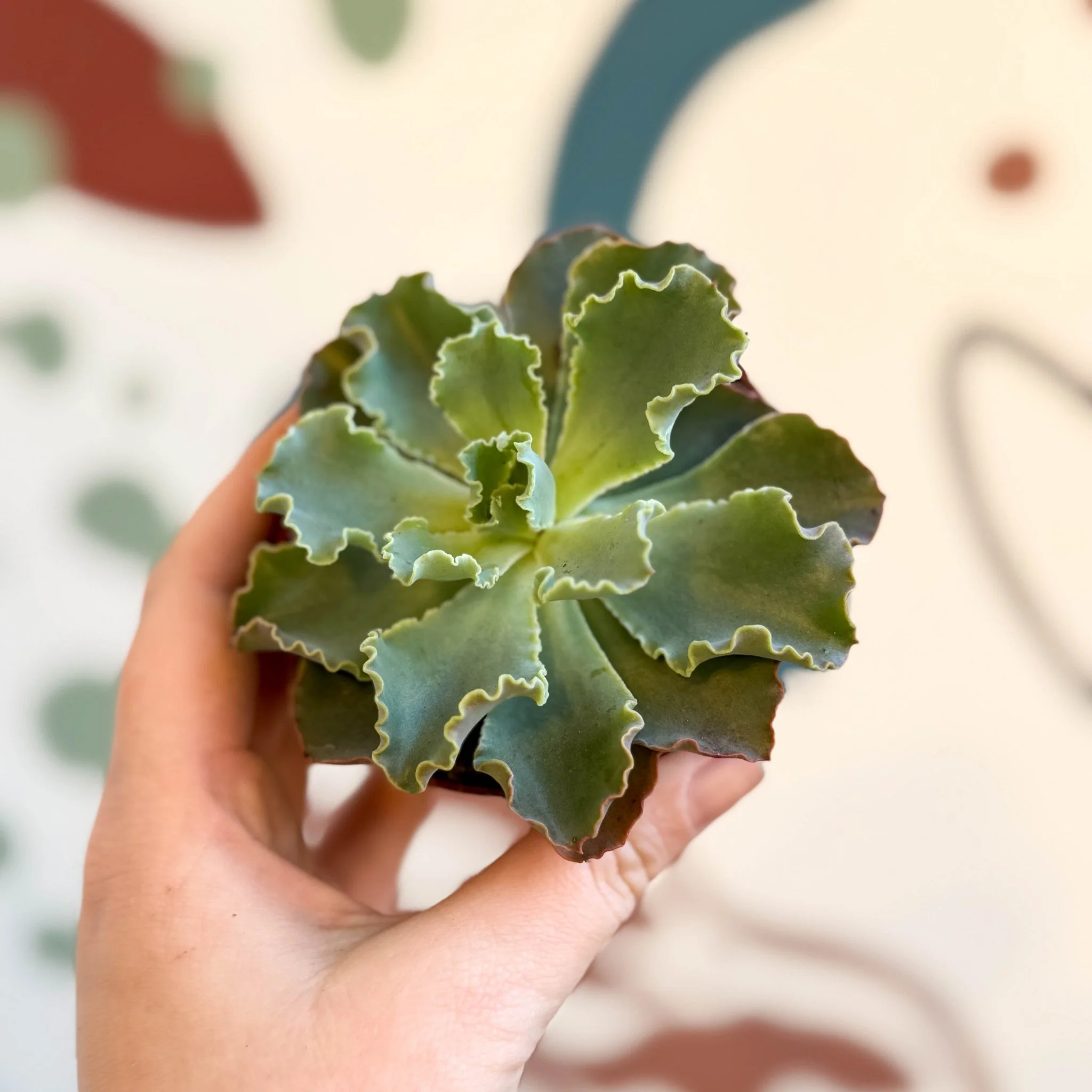 Echeveria shaviana - Image 15