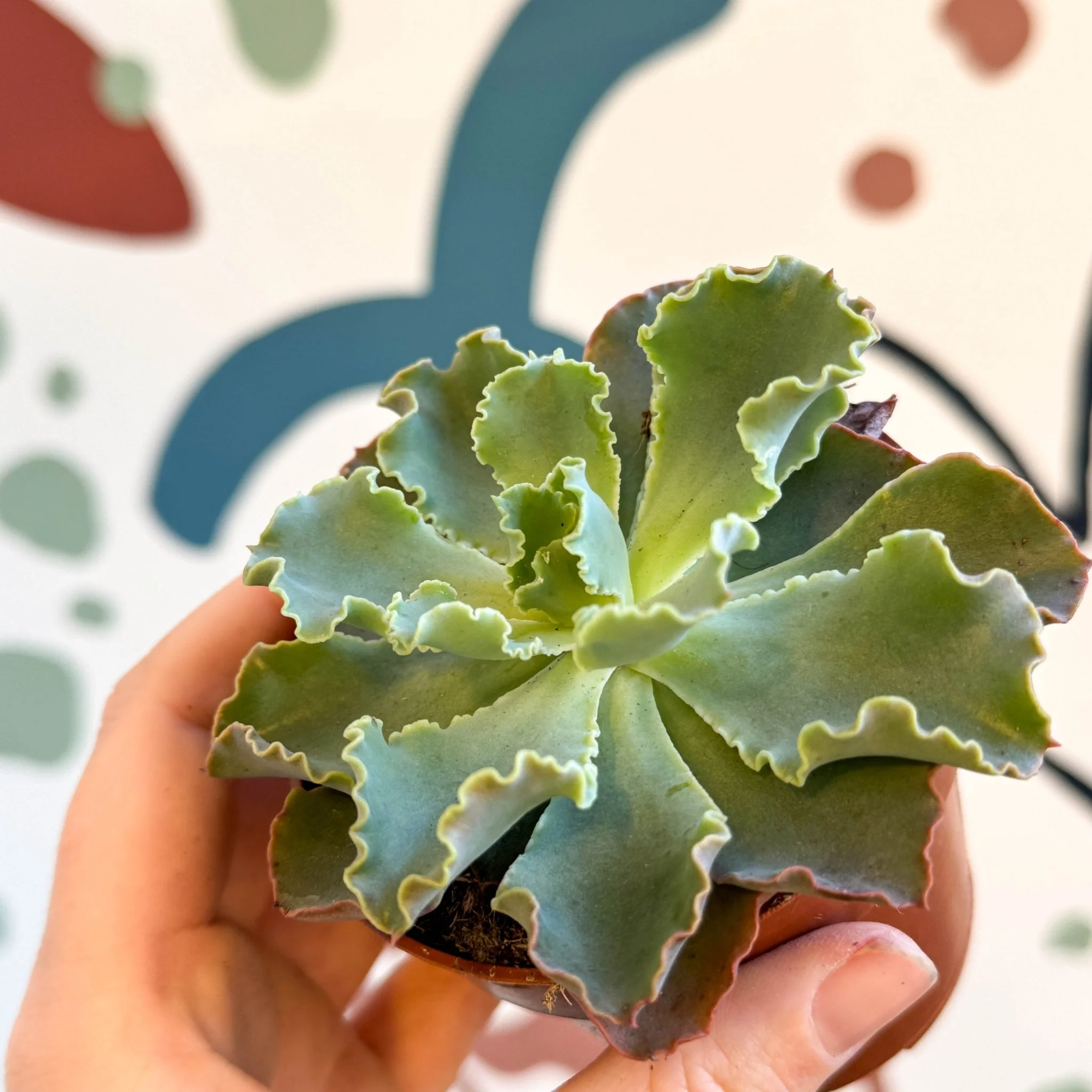 Echeveria shaviana - Image 16