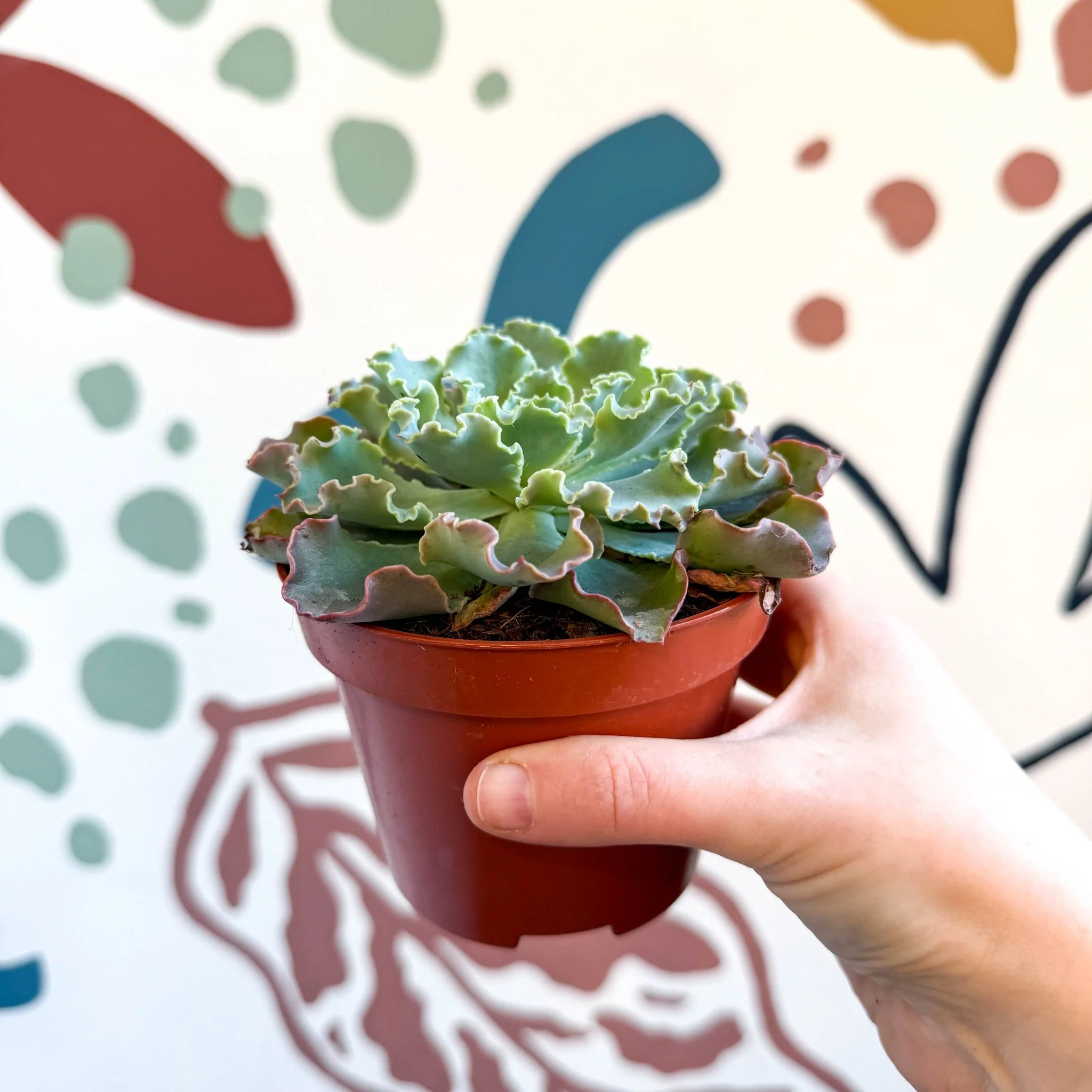 Echeveria shaviana - Image 2