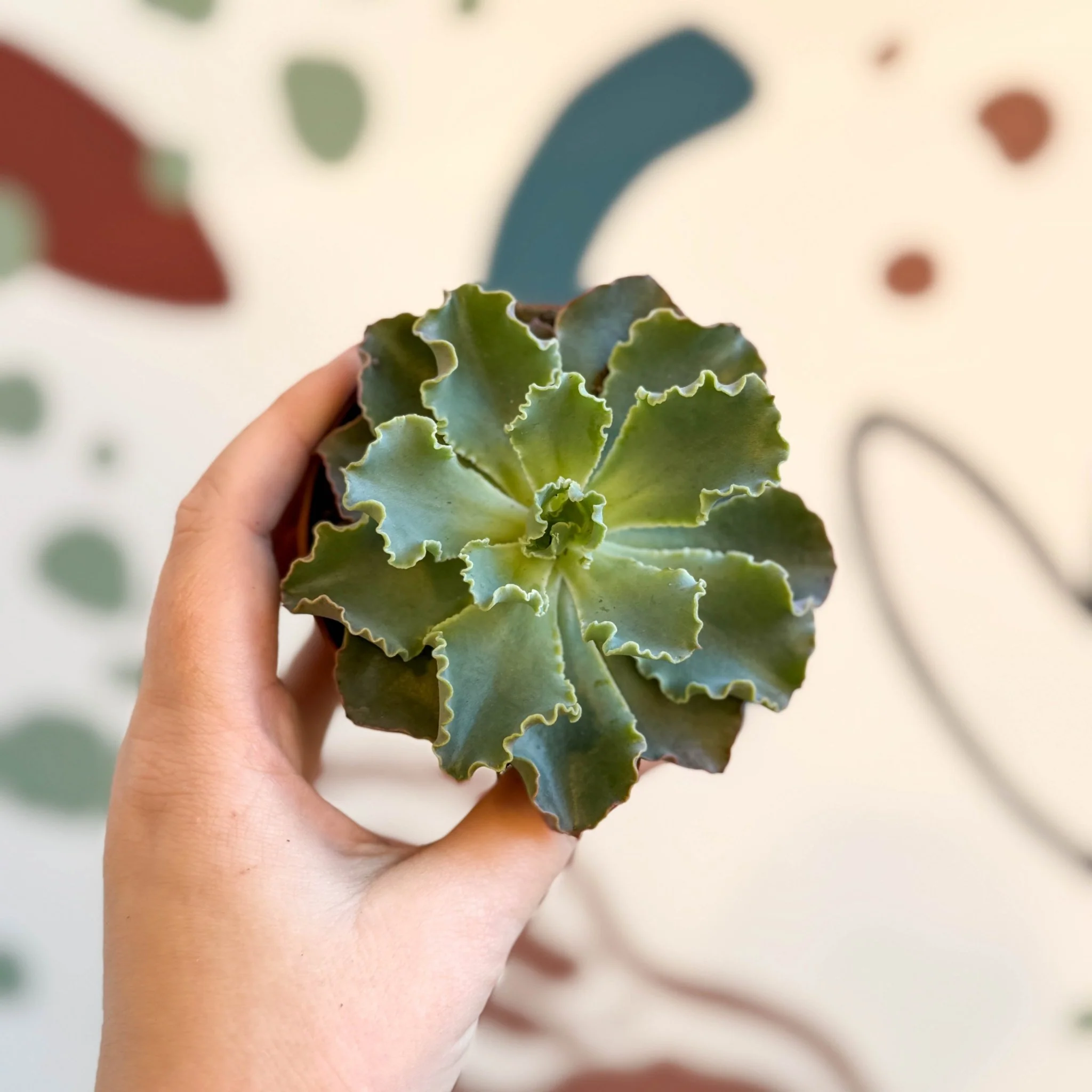Echeveria shaviana - Image 3