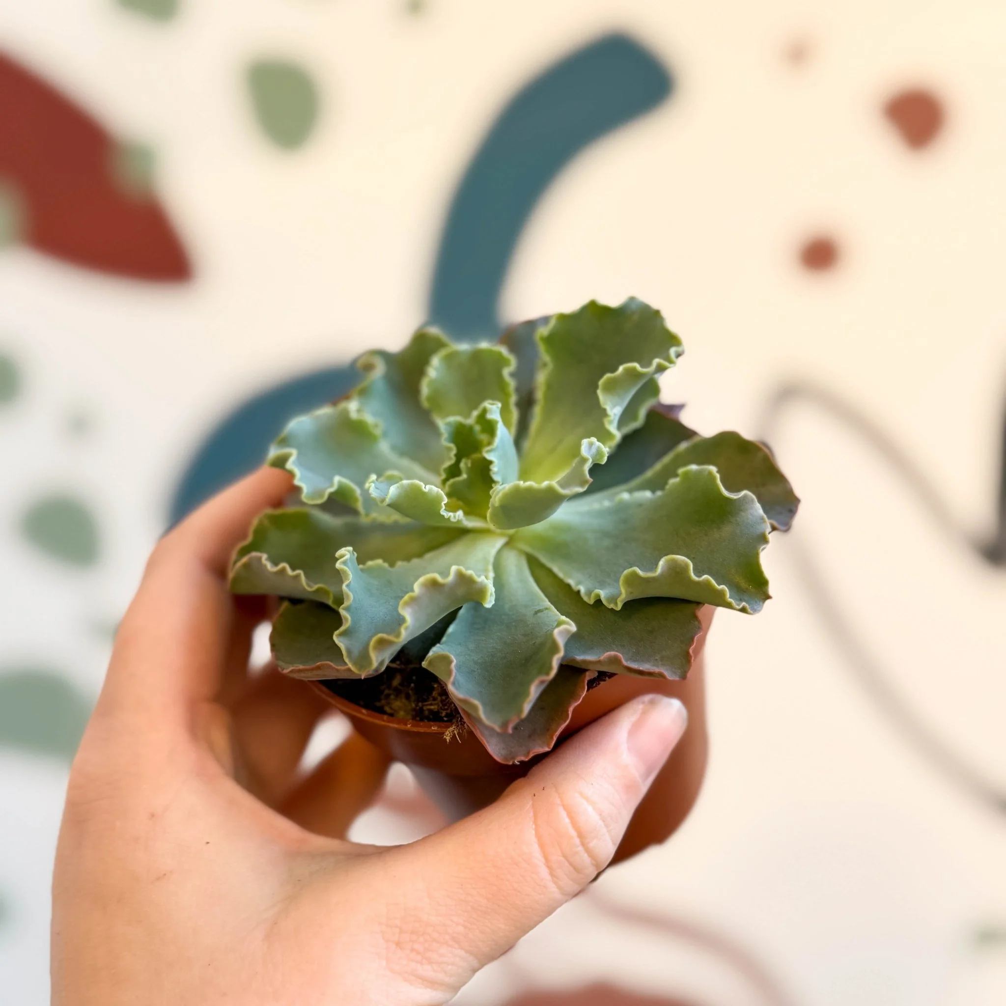 Echeveria shaviana - Image 4