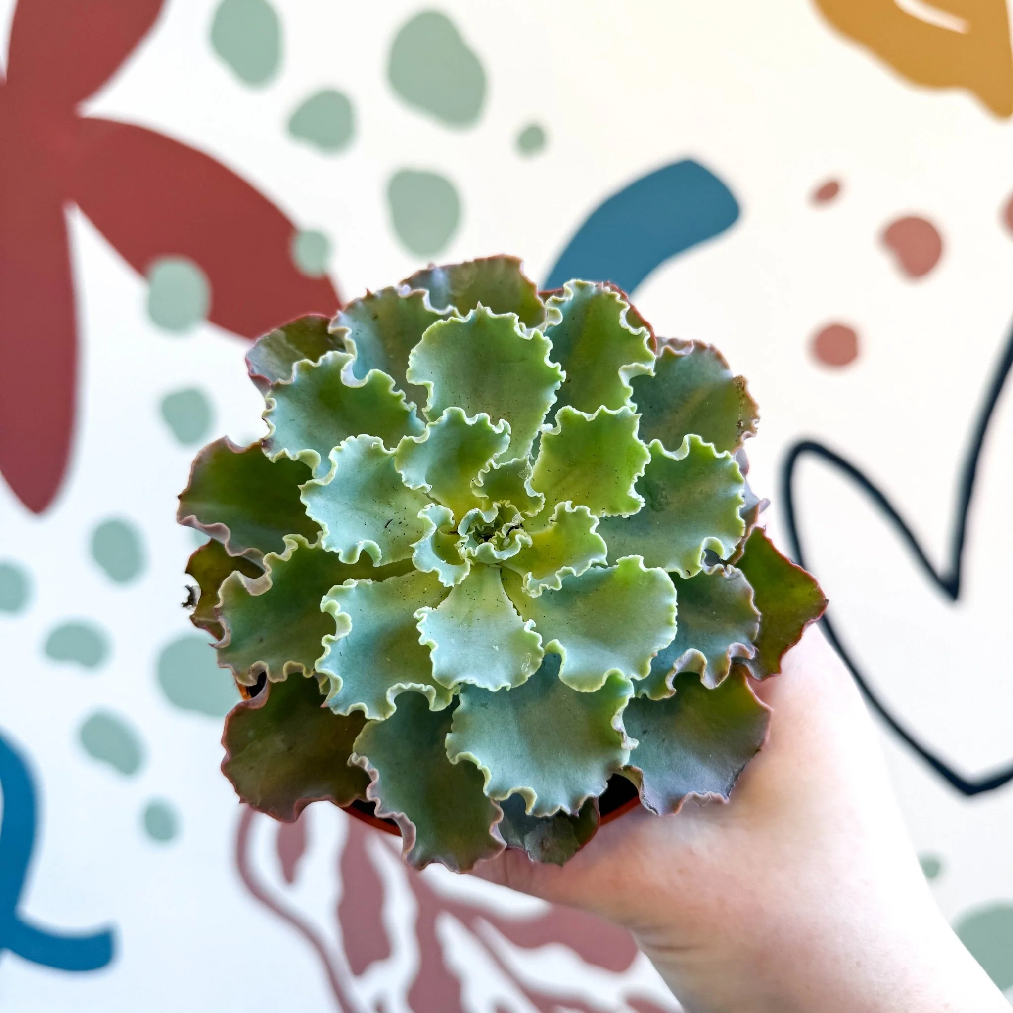 Echeveria shaviana - Image 5