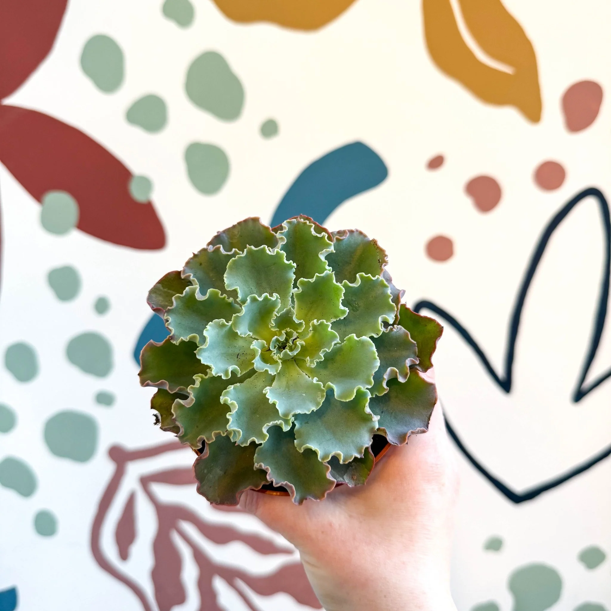Echeveria shaviana - Image 6