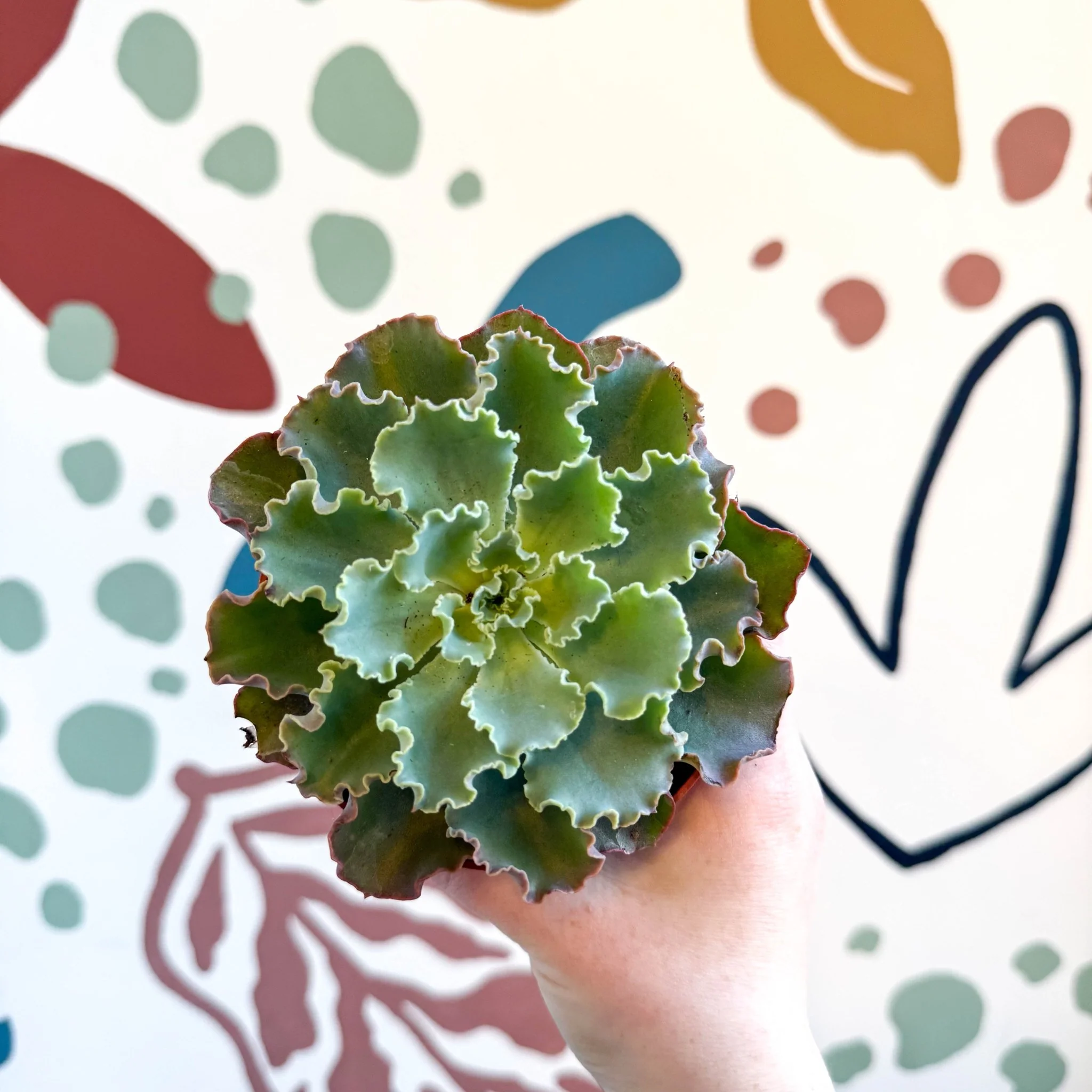 Echeveria shaviana - Image 7