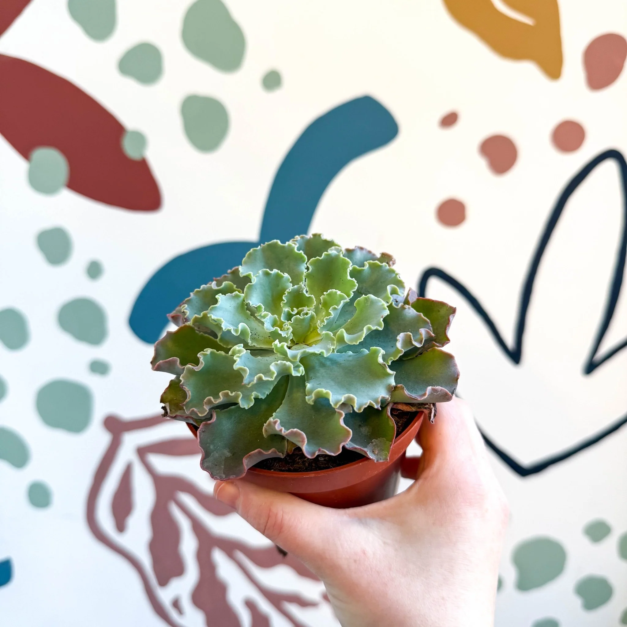 Echeveria shaviana - Image 8