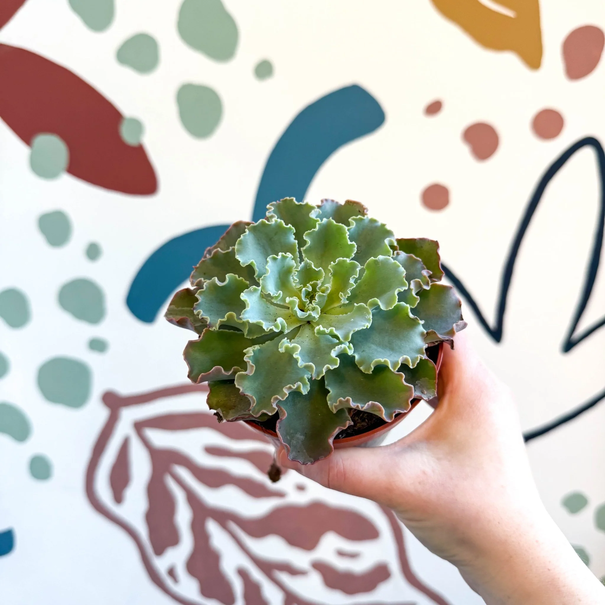 Echeveria shaviana - Image 9