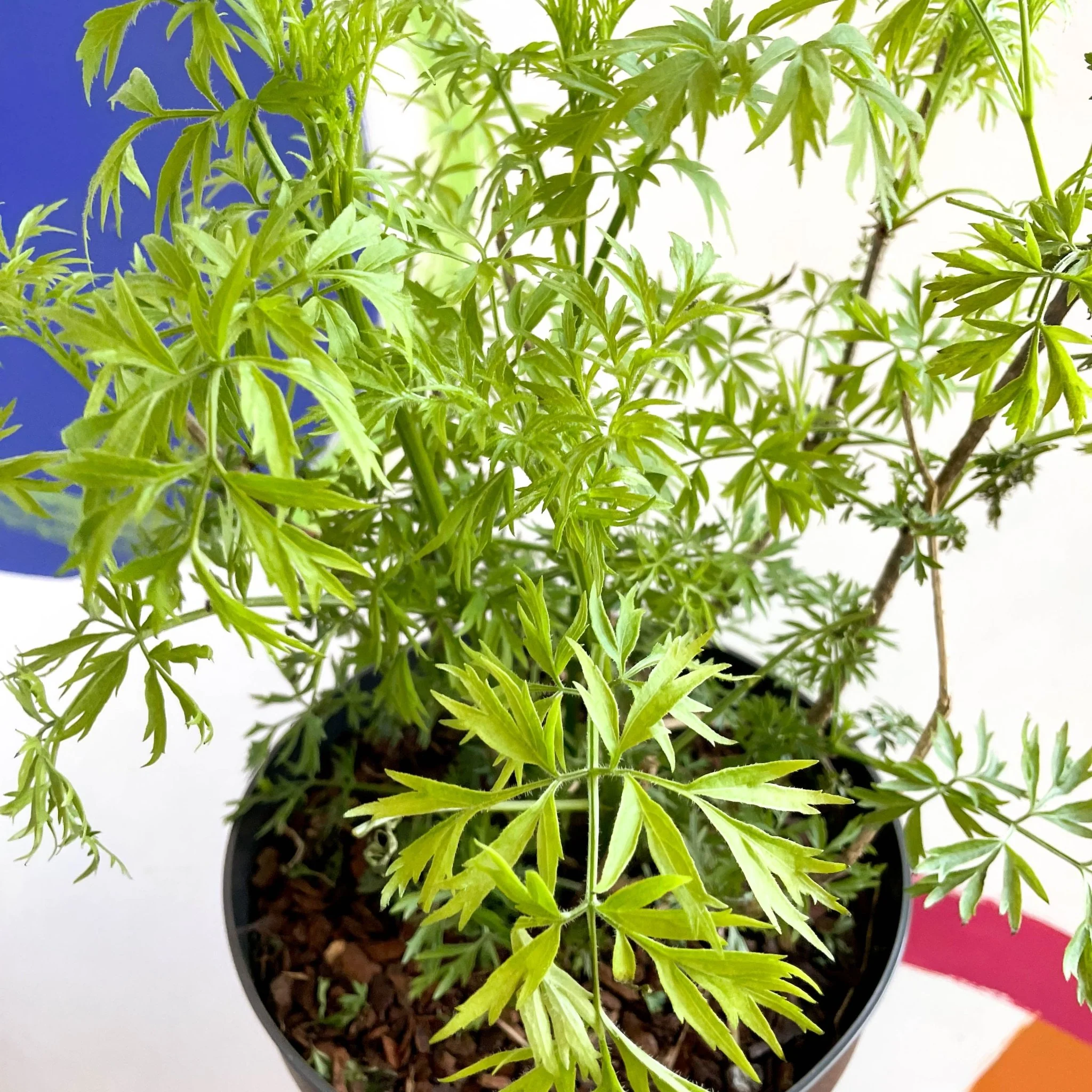 Elderberry - Sambuca nigra 'Golden Tower' - Deciduous Shrub - Image 2