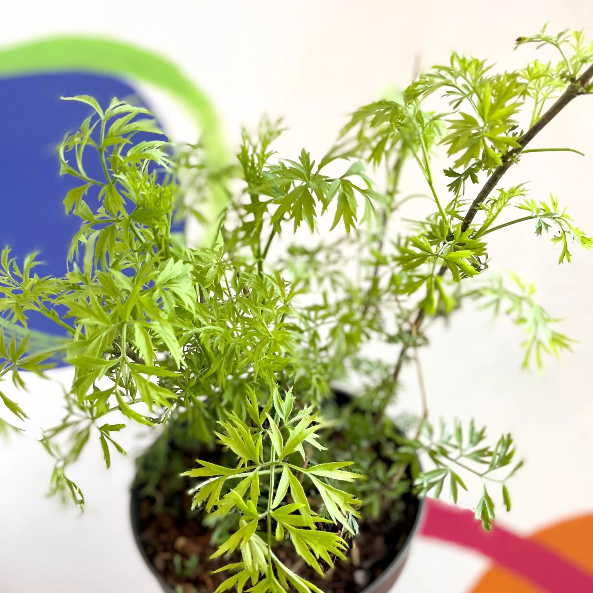 Elderberry - Sambuca nigra 'Golden Tower' - Deciduous Shrub - Image 3