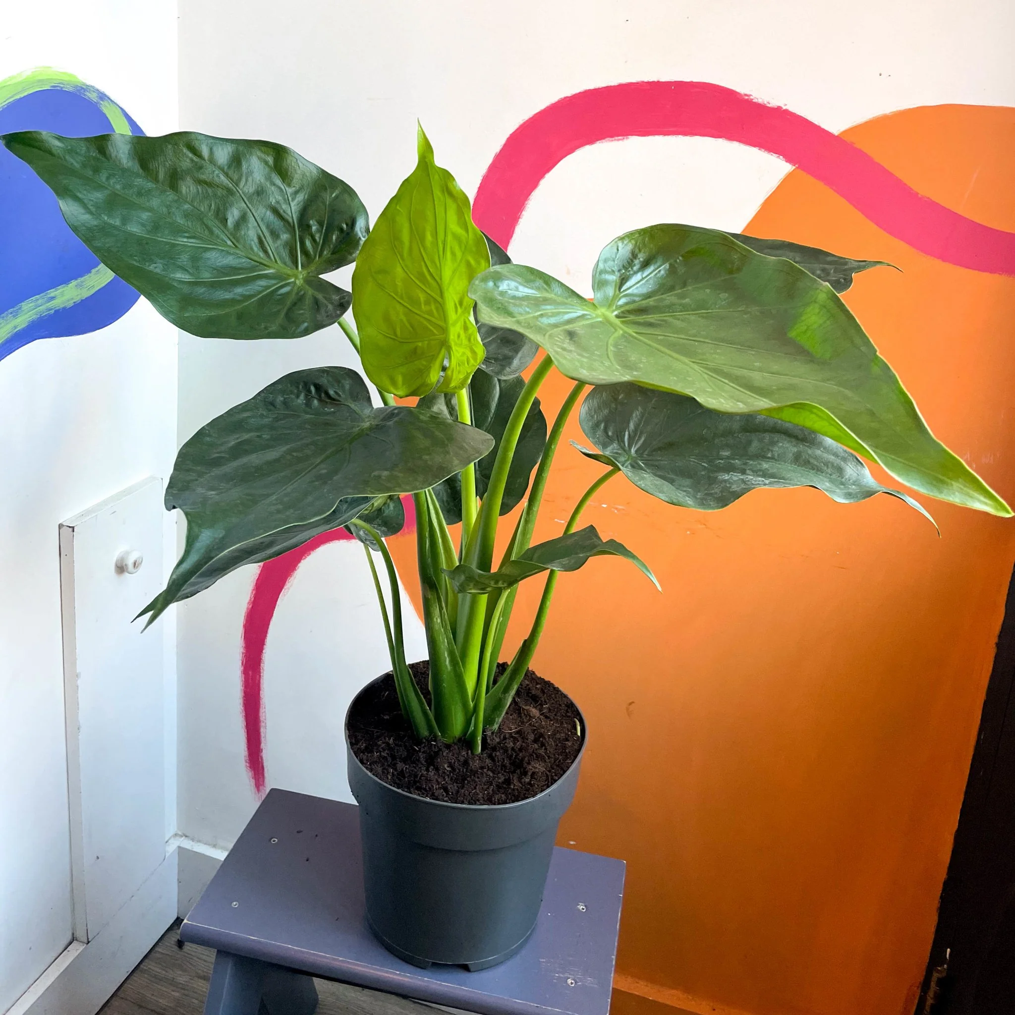Elephant Ear - Alocasia cucullata