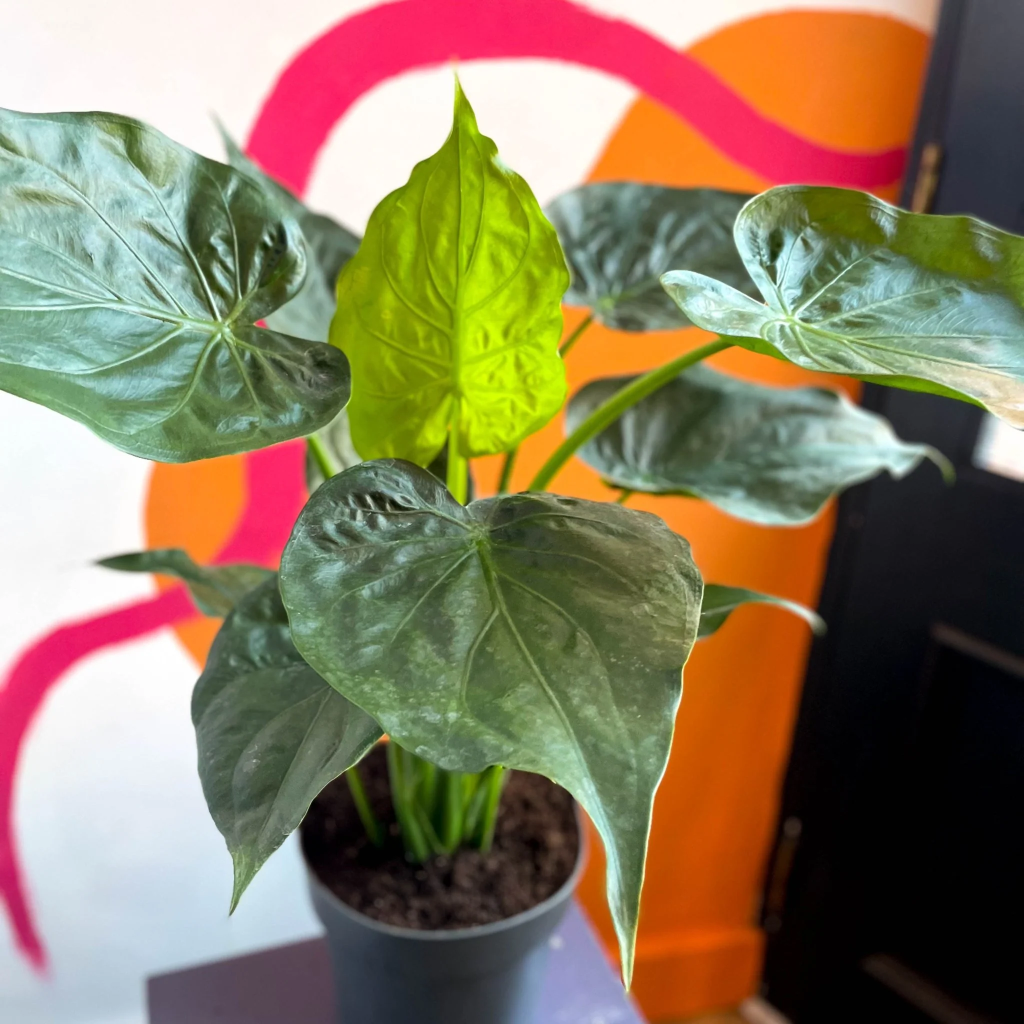 Elephant Ear - Alocasia cucullata - Image 2