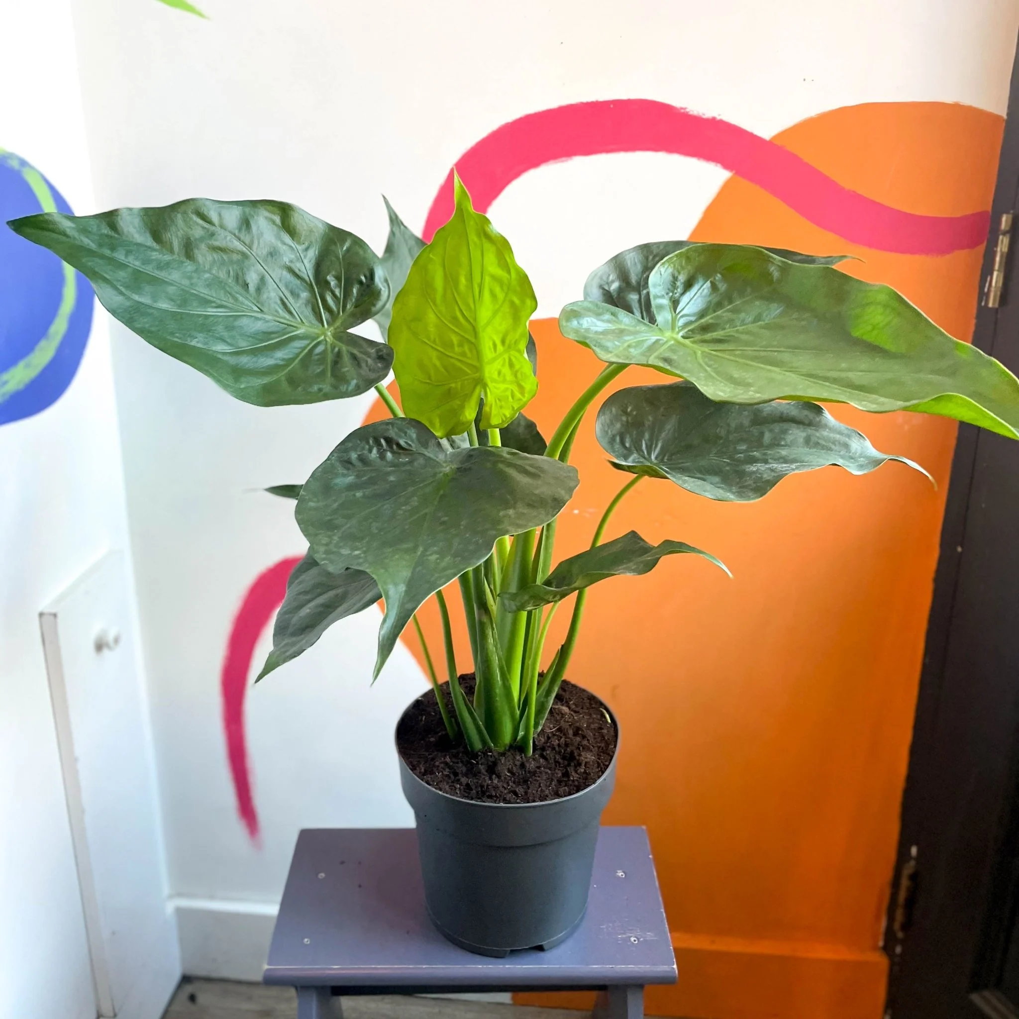 Elephant Ear - Alocasia cucullata - Image 3