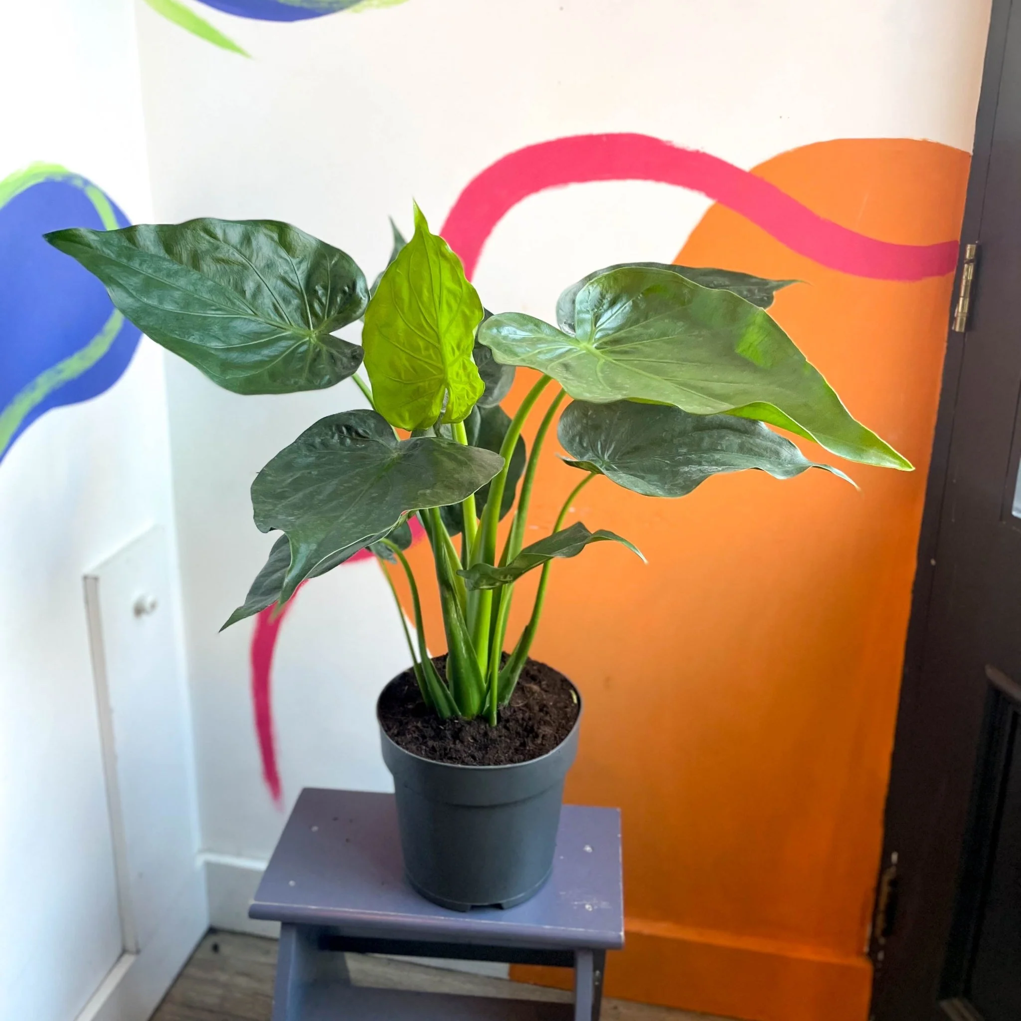 Elephant Ear - Alocasia cucullata - Image 4