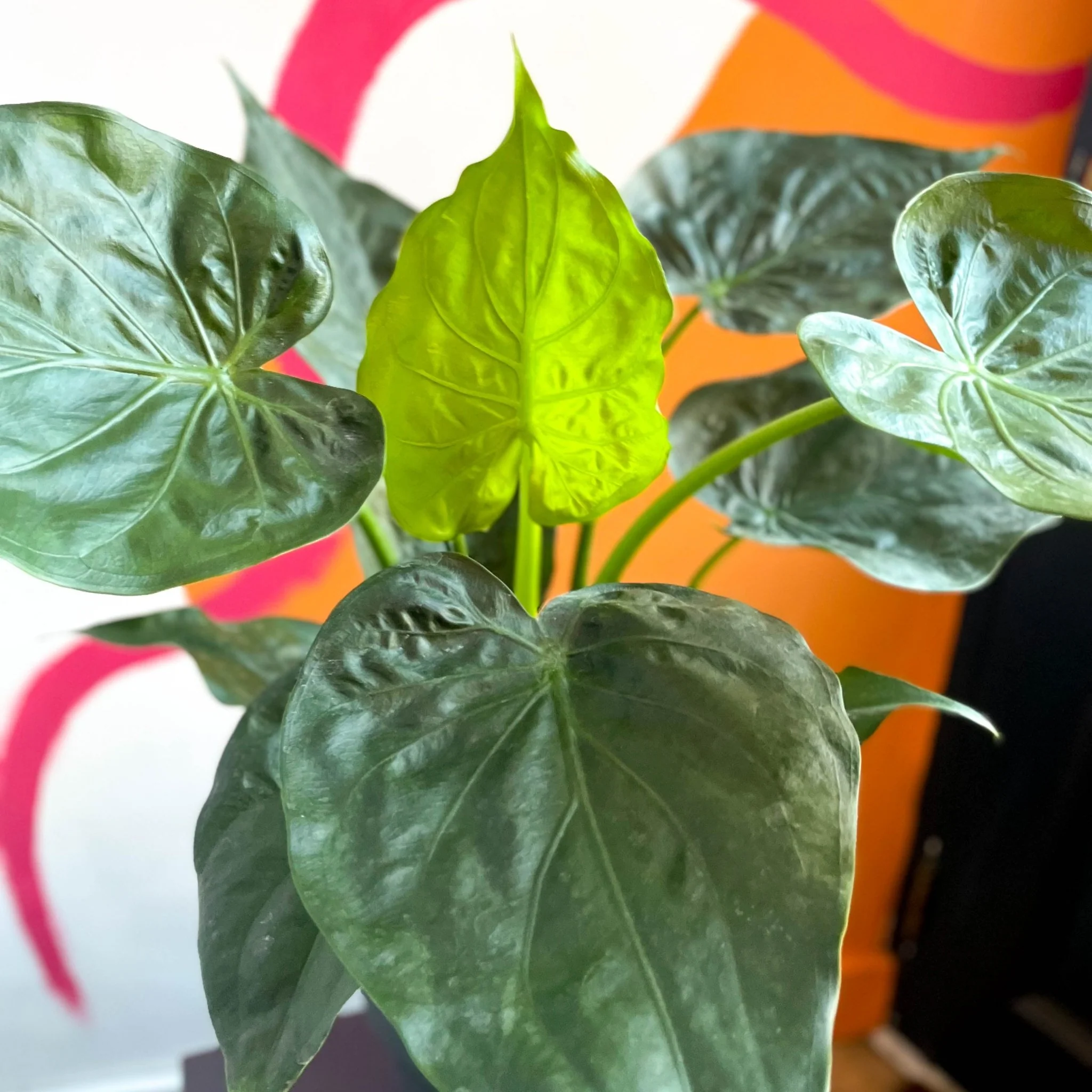 Elephant Ear - Alocasia cucullata - Image 5