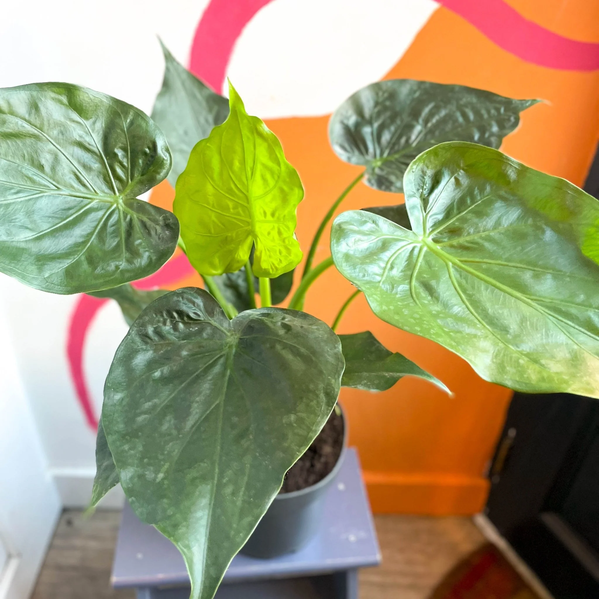 Elephant Ear - Alocasia cucullata - Image 6