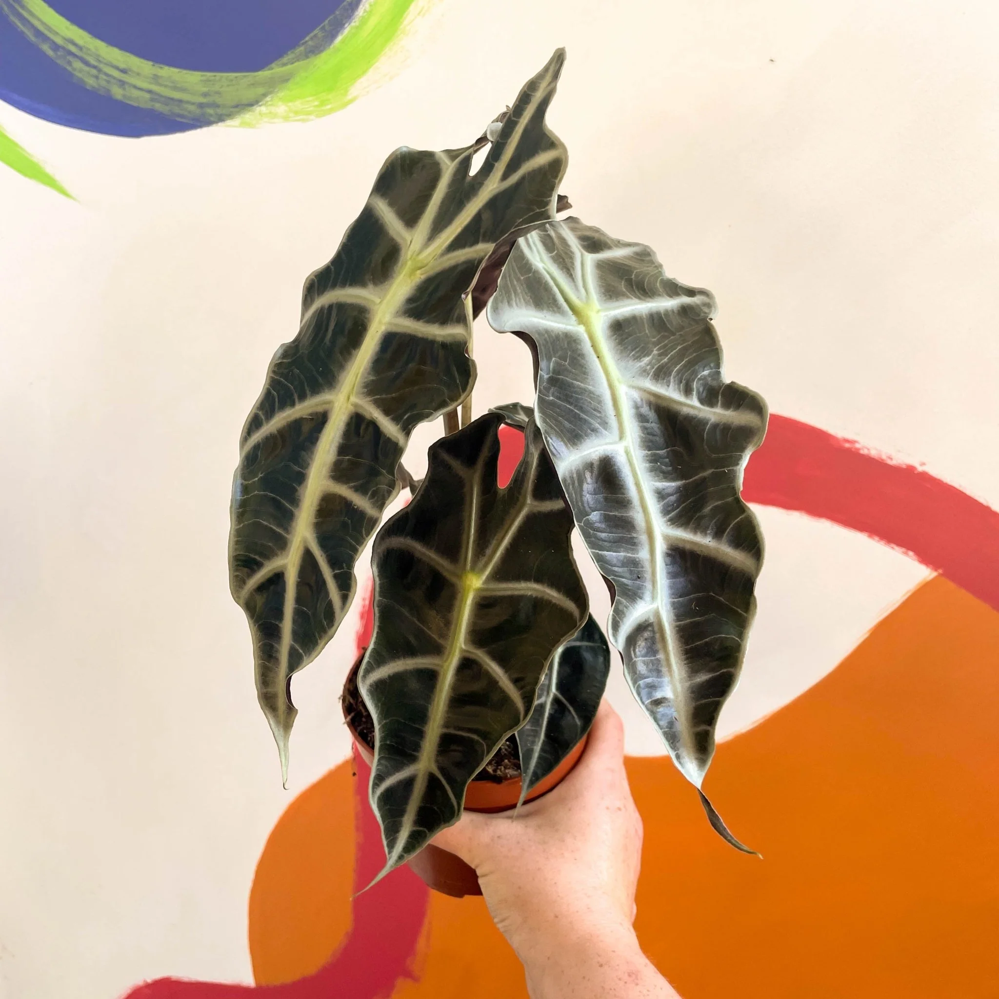 Alocasia x Amazonica 'Polly' - Elephant Ear