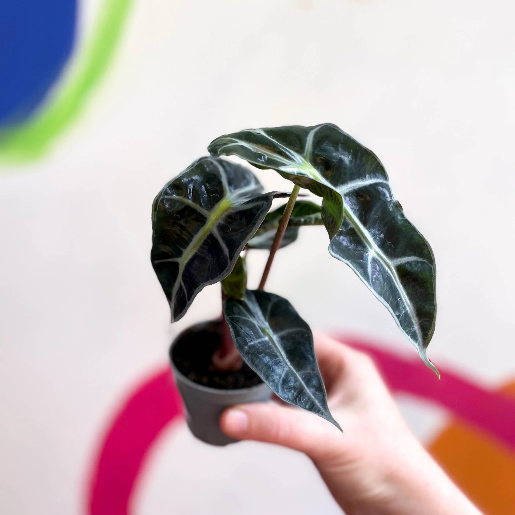 Alocasia x Amazonica 'Polly' - Elephant Ear - Image 10