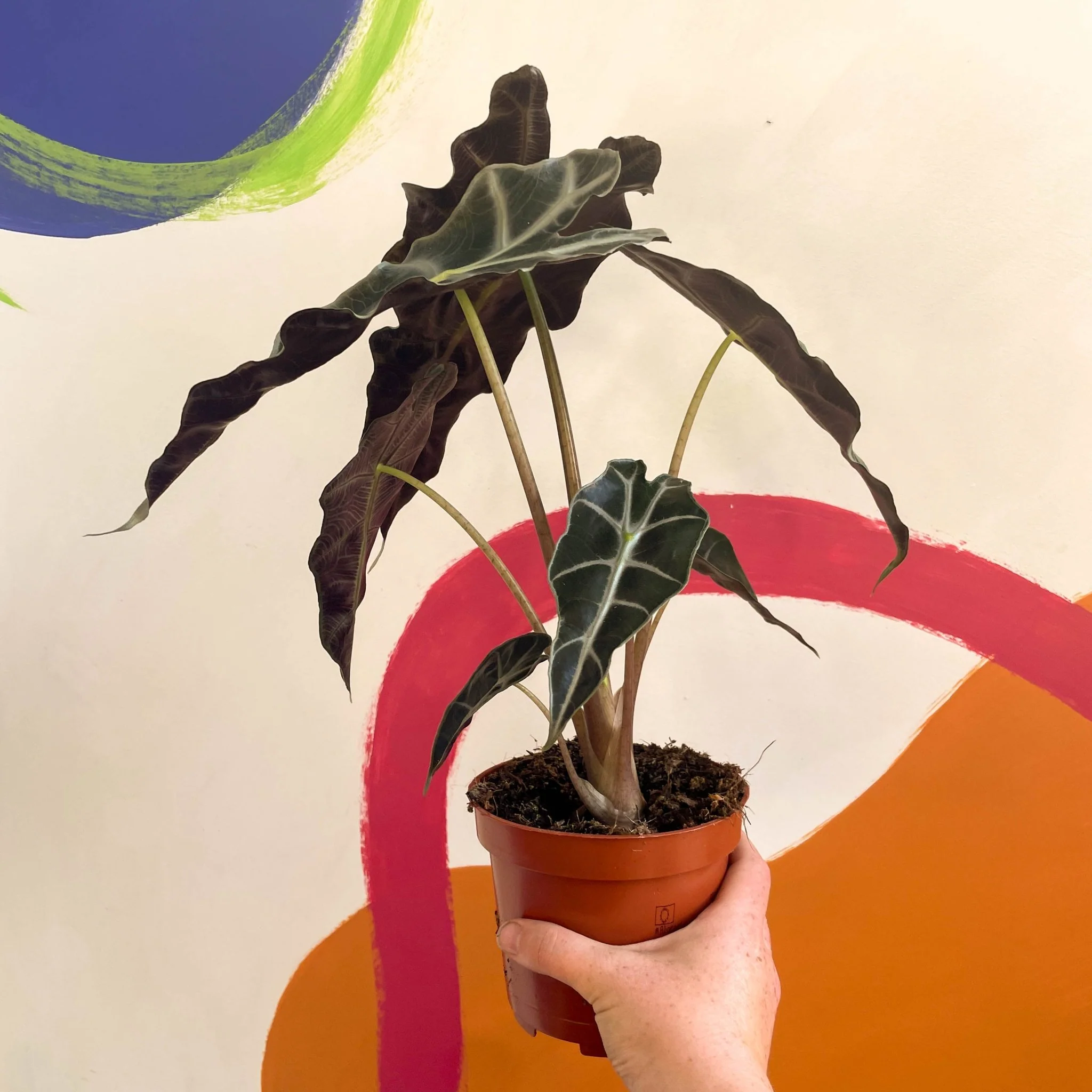 Alocasia x Amazonica 'Polly' - Elephant Ear - Image 2