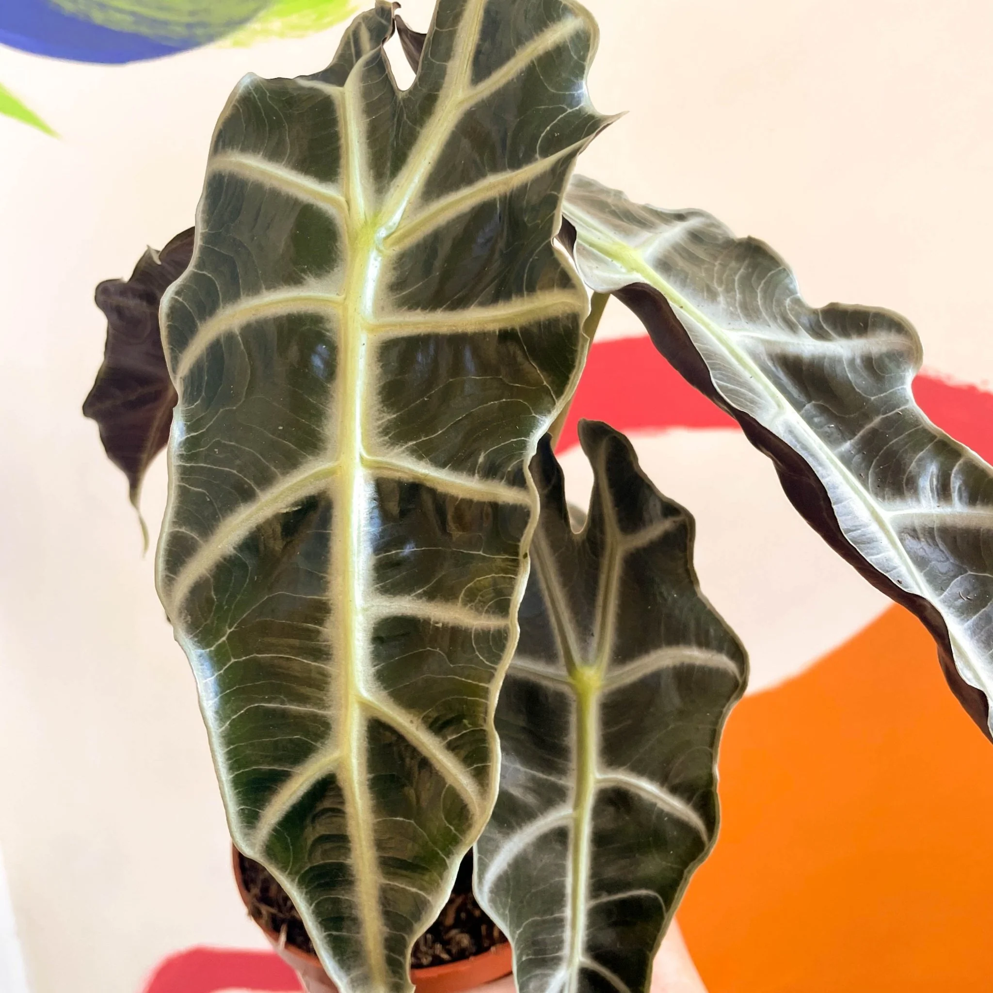 Alocasia x Amazonica 'Polly' - Elephant Ear - Image 3