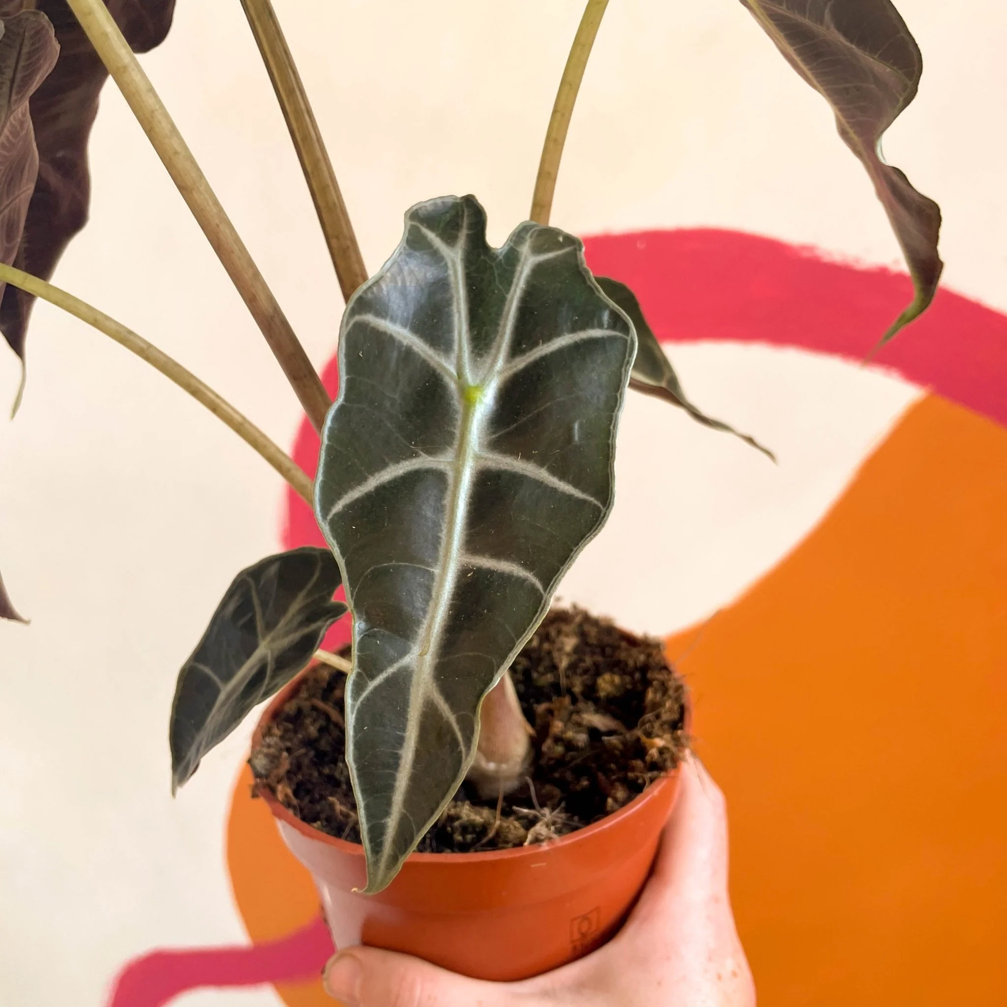 Alocasia x Amazonica 'Polly' - Elephant Ear - Image 4