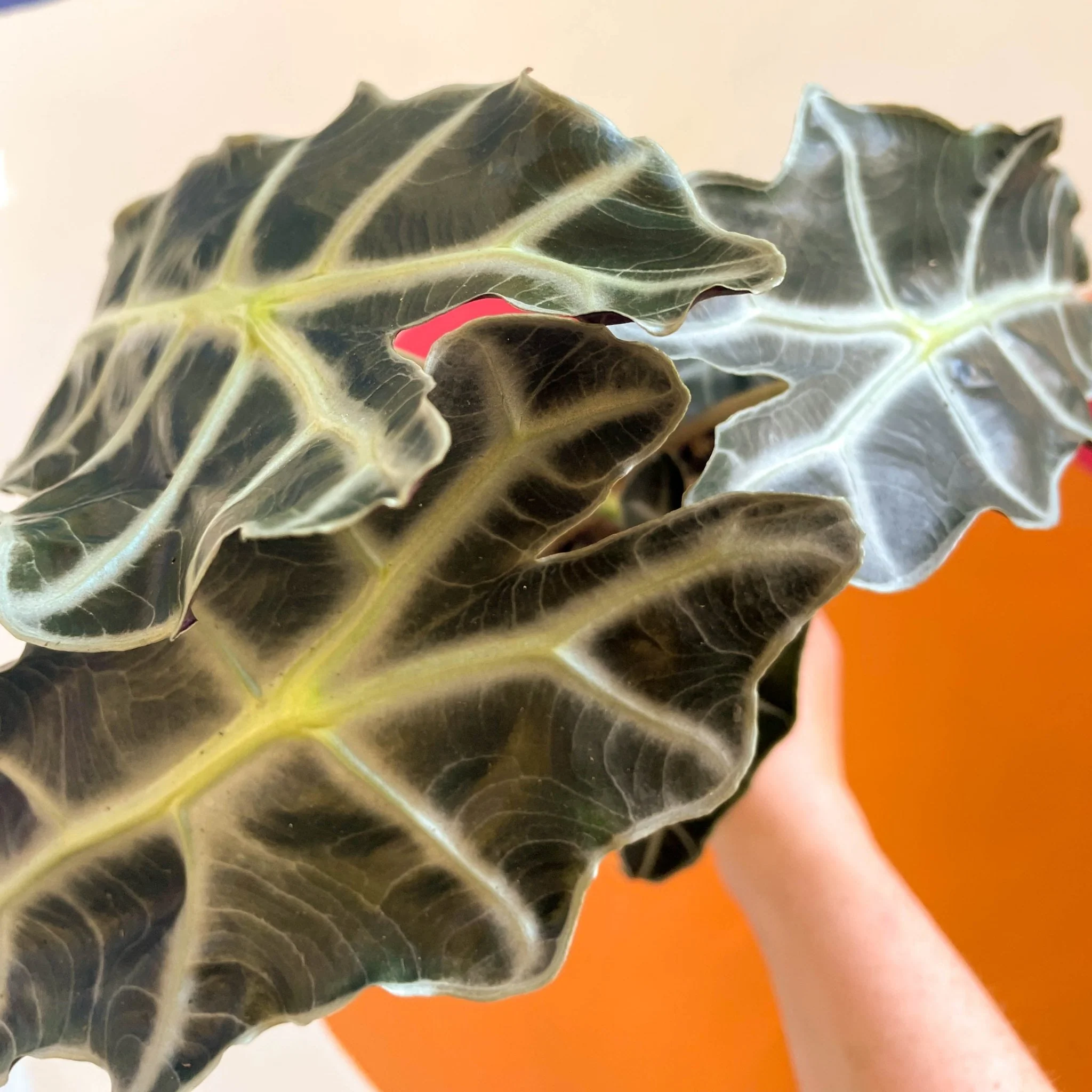 Alocasia x Amazonica 'Polly' - Elephant Ear - Image 5