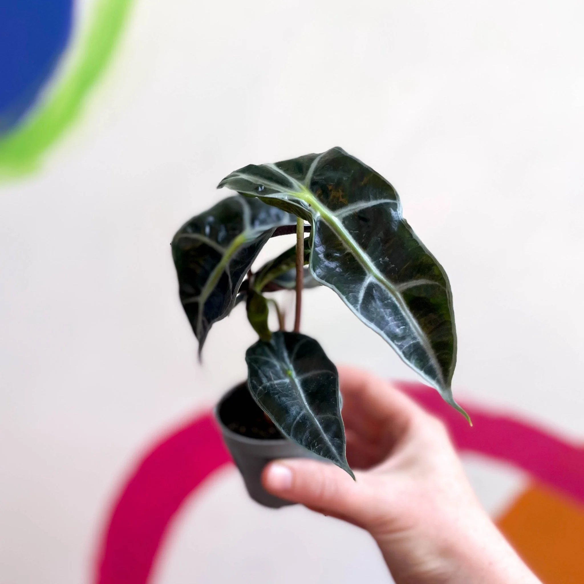 Alocasia x Amazonica 'Polly' - Elephant Ear - Image 6