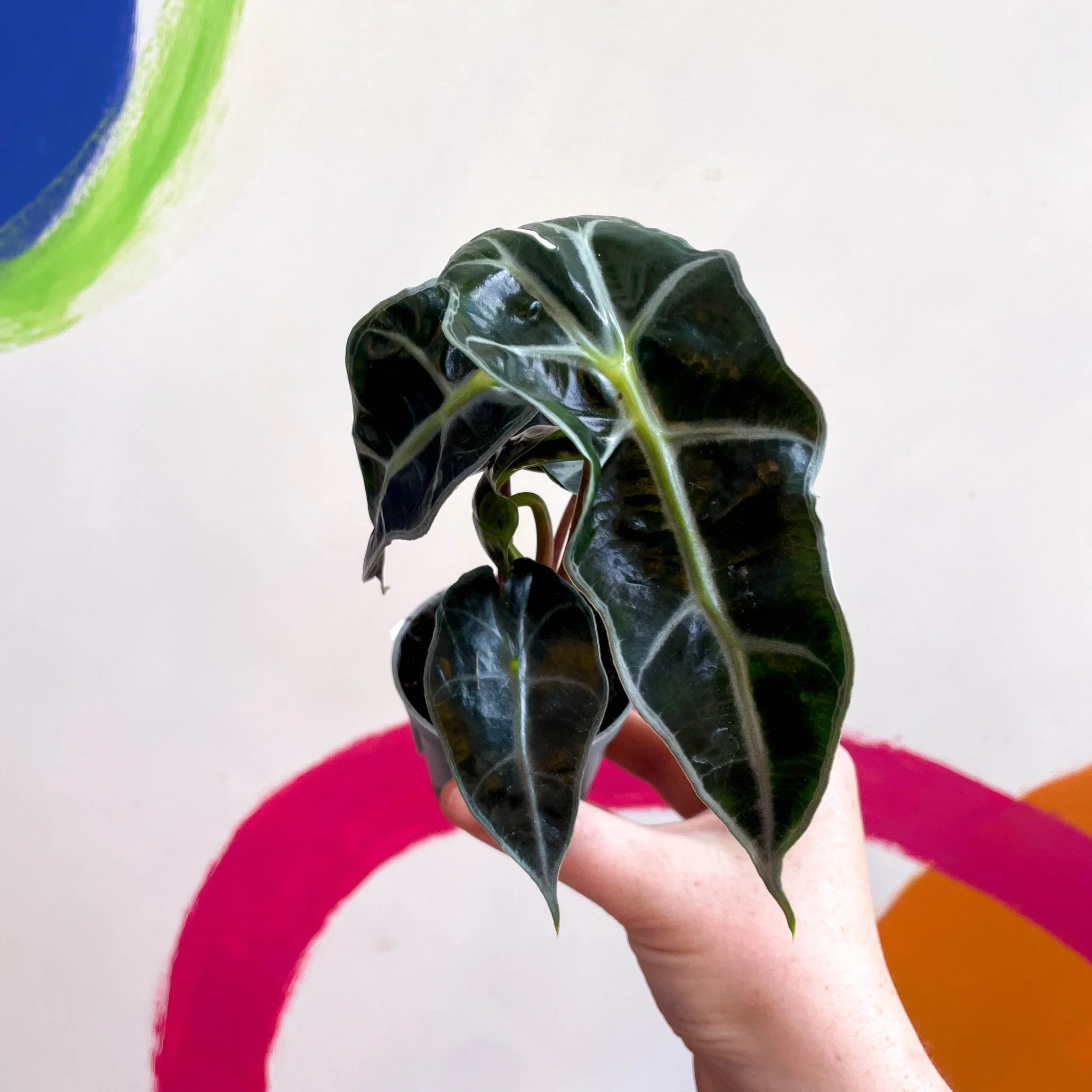 Alocasia x Amazonica 'Polly' - Elephant Ear - Image 7