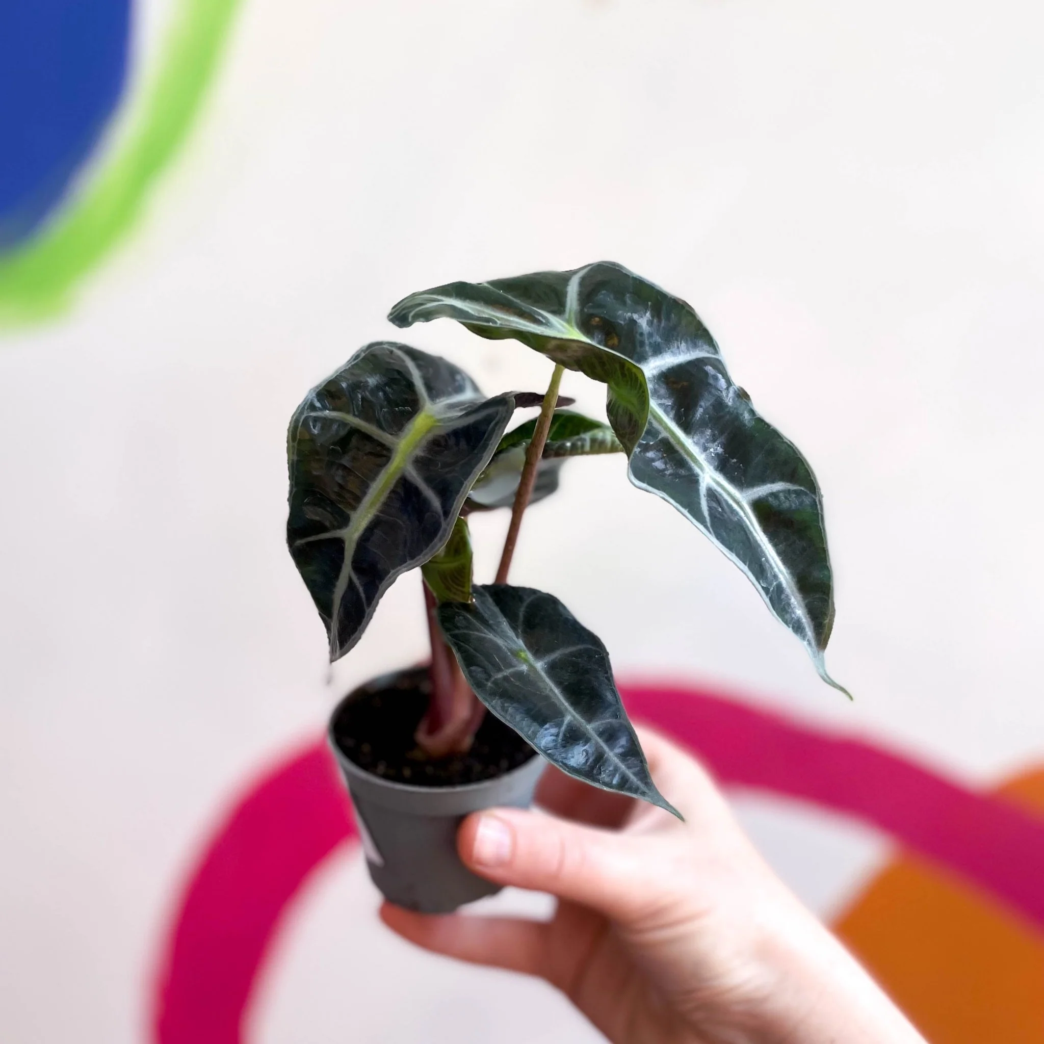 Alocasia x Amazonica 'Polly' - Elephant Ear - Image 8