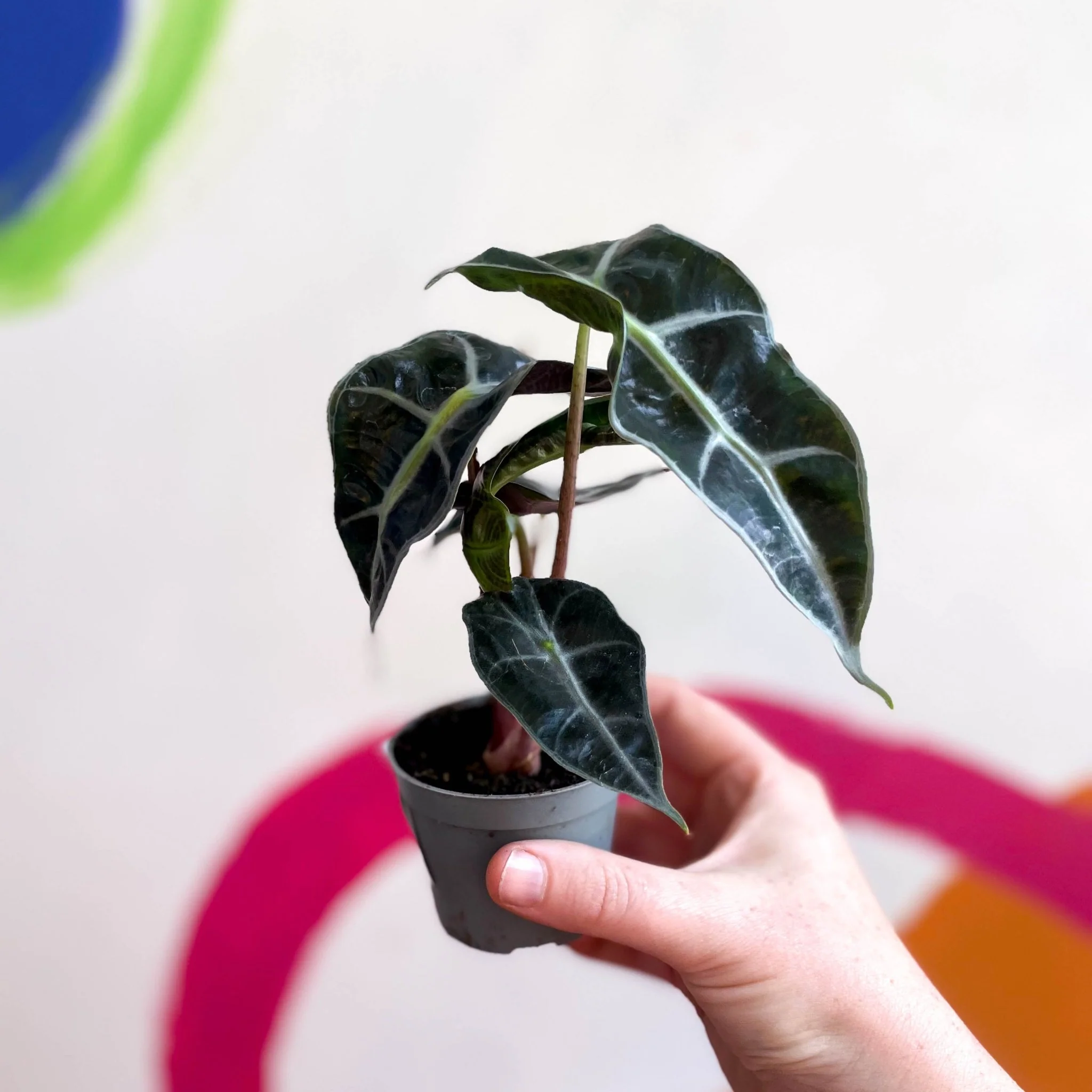 Alocasia x Amazonica 'Polly' - Elephant Ear - Image 9