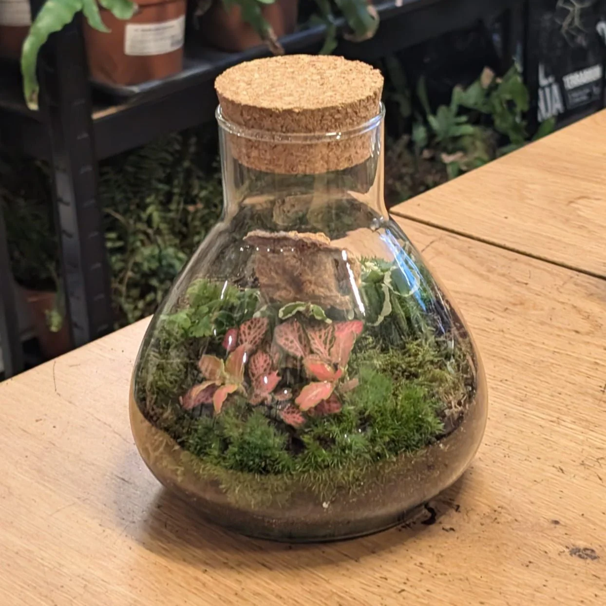 Emily Conical Glass Flask - Bioactive Terrarium