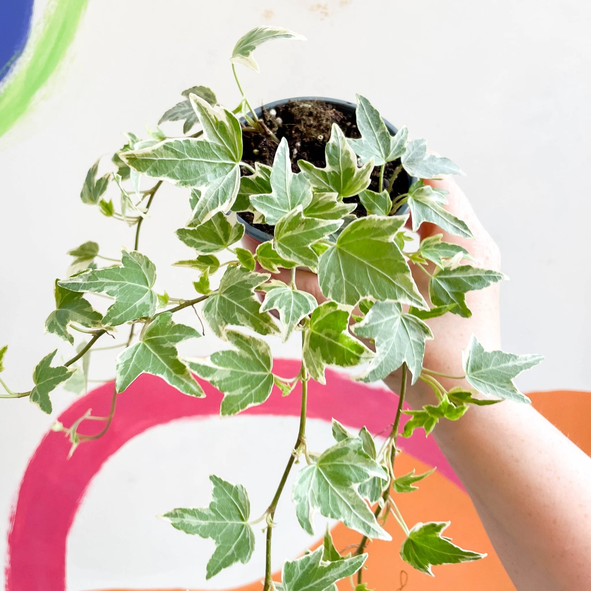 English Ivy - Hedera helix 'Esther' - Image 4