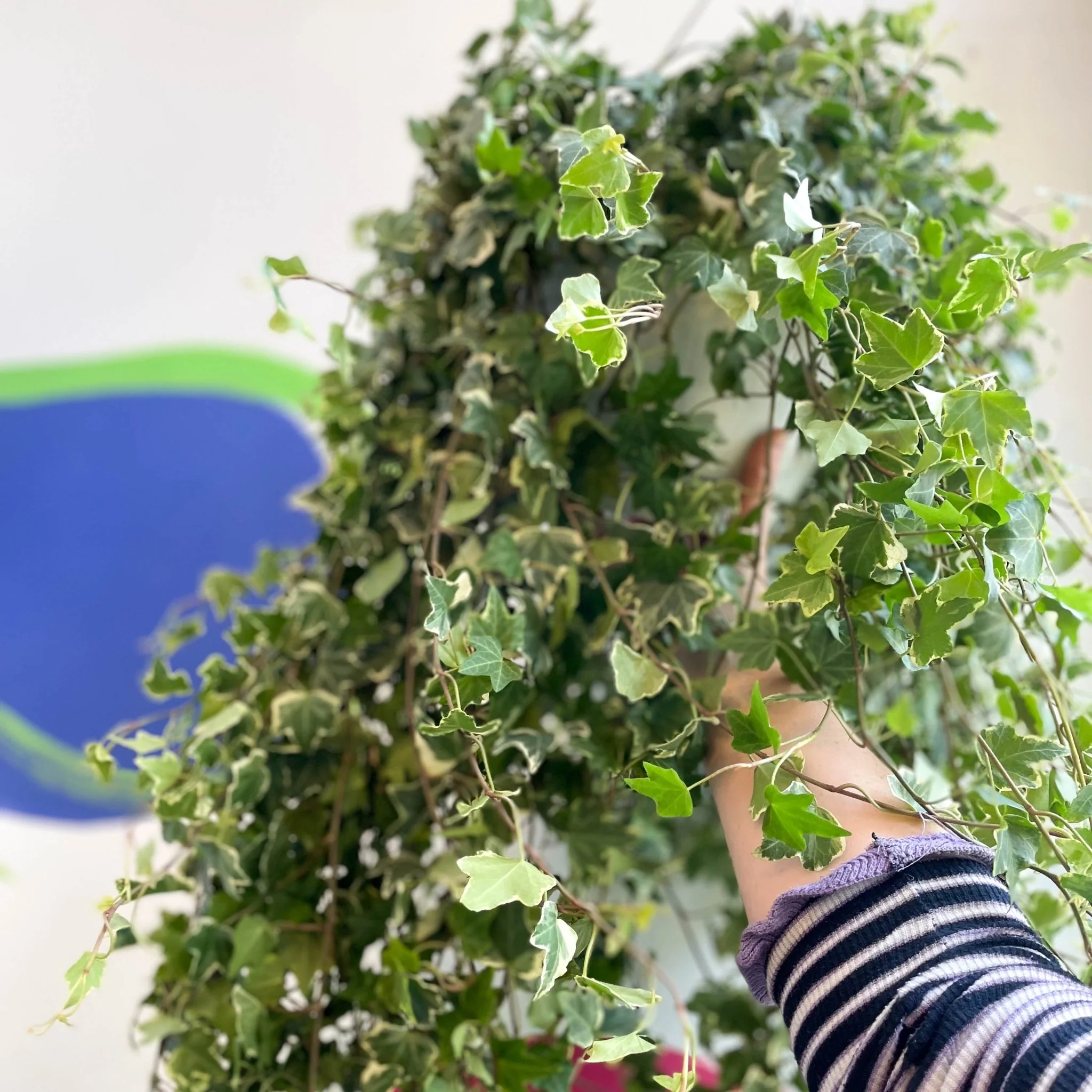Hedera helix 'Eva' - English Ivy - Image 5