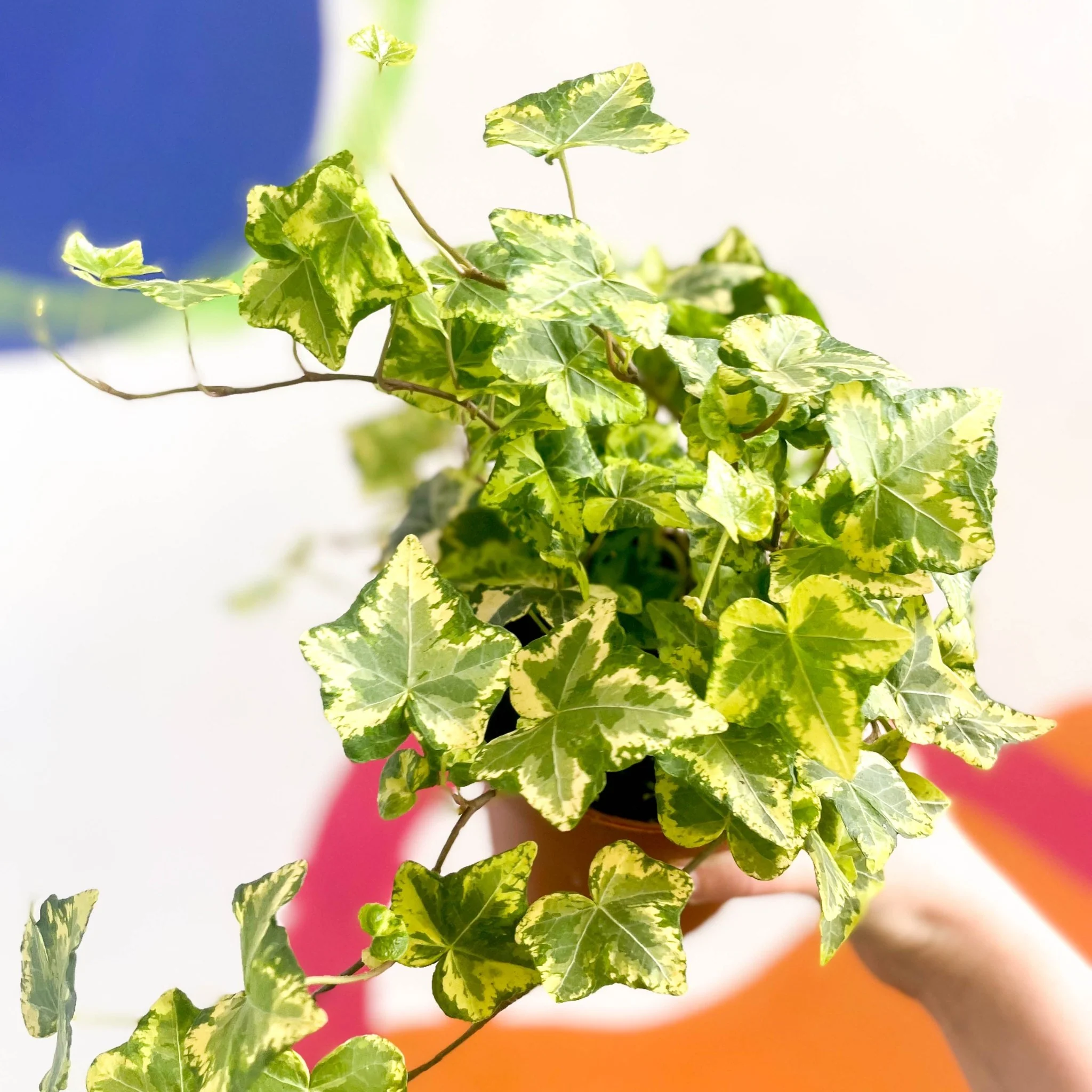 English Ivy - Hedera helix 'Gold Kolibri' - Image 4