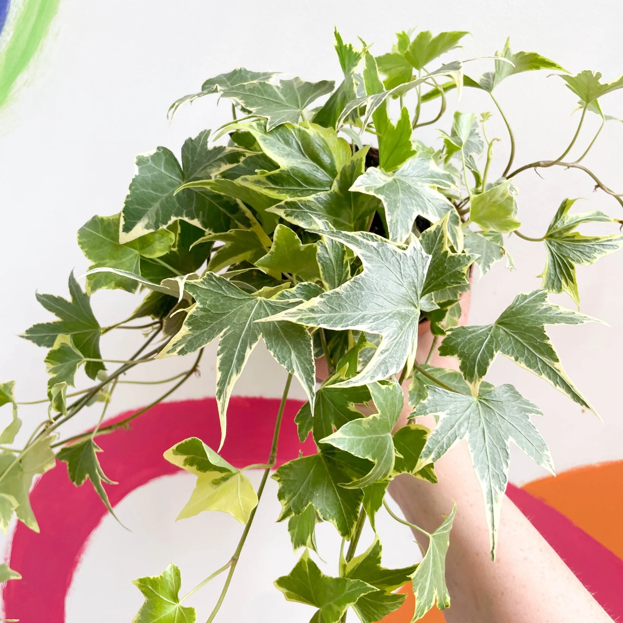 Hedera helix 'Goldchild' - English Ivy - Image 3