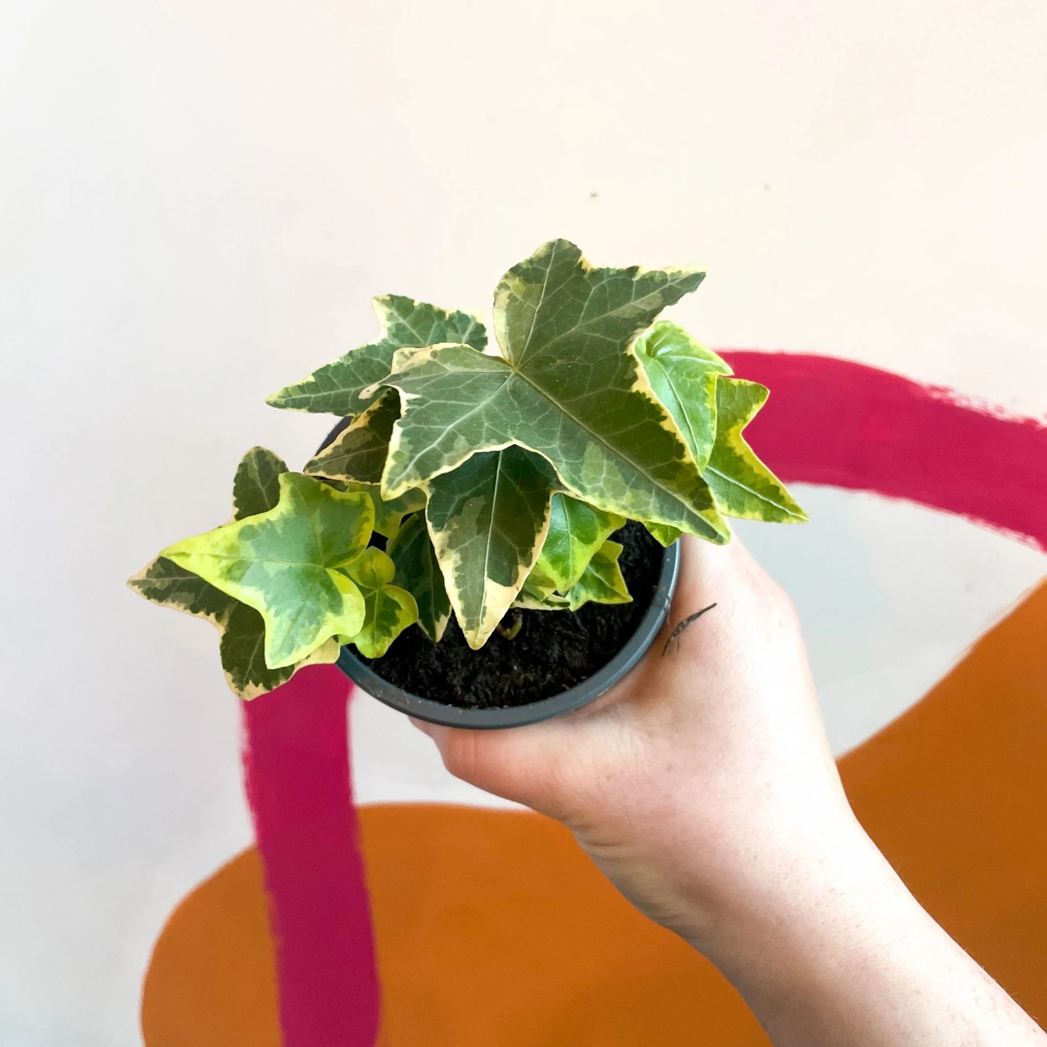 Hedera helix 'Goldchild' - English Ivy - Image 4