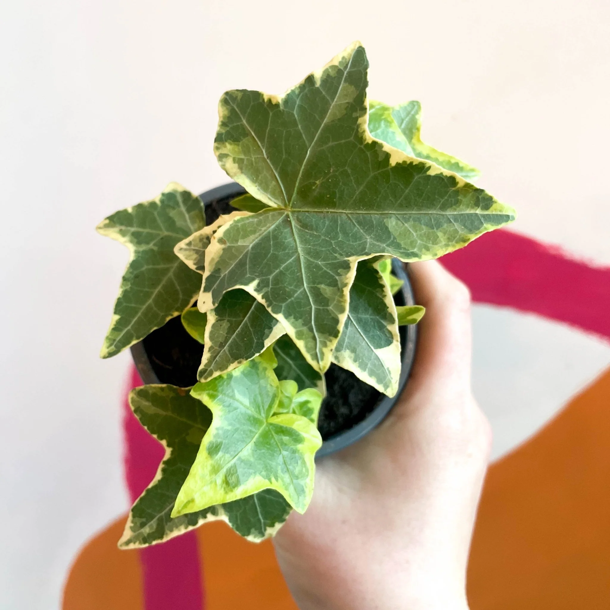 Hedera helix 'Goldchild' - English Ivy - Image 6