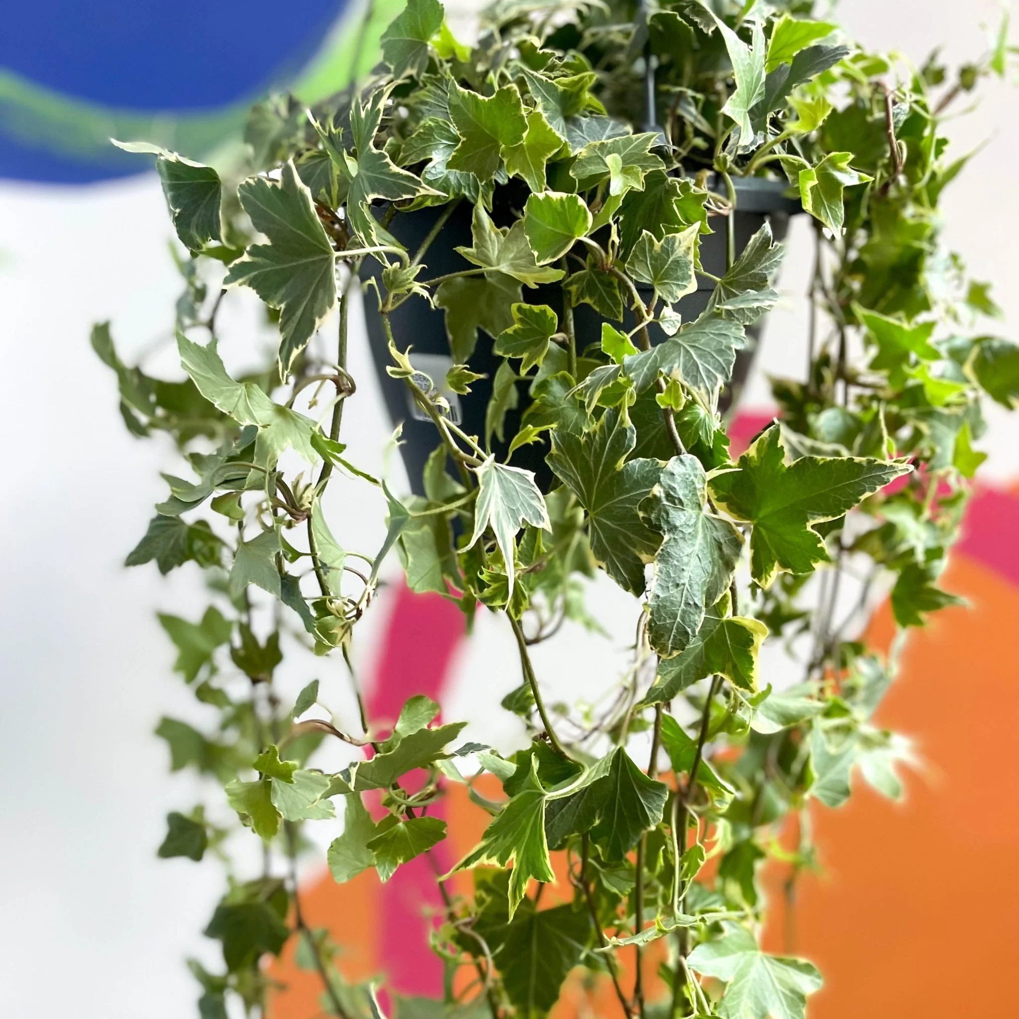 Hedera helix 'Goldchild' - English Ivy - Image 7