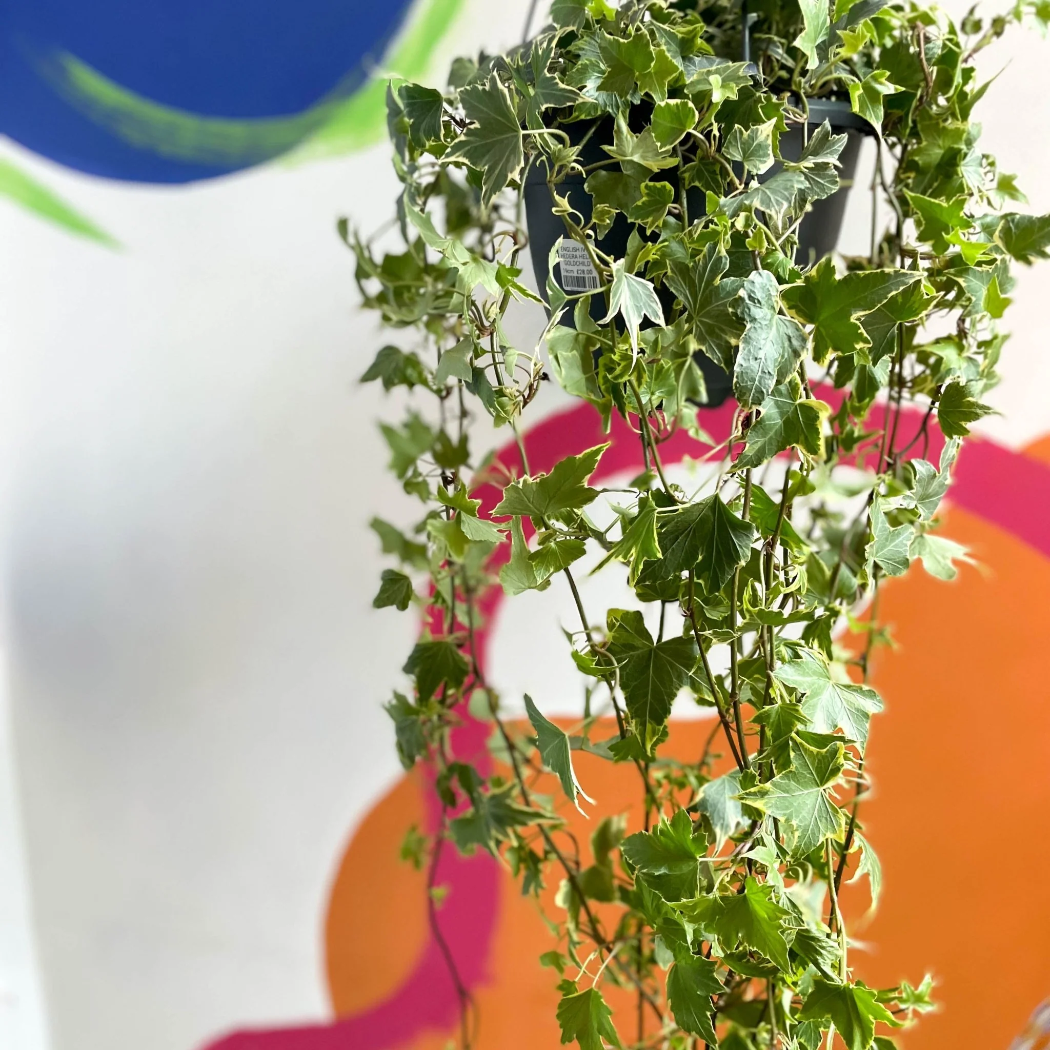 Hedera helix 'Goldchild' - English Ivy - Image 8