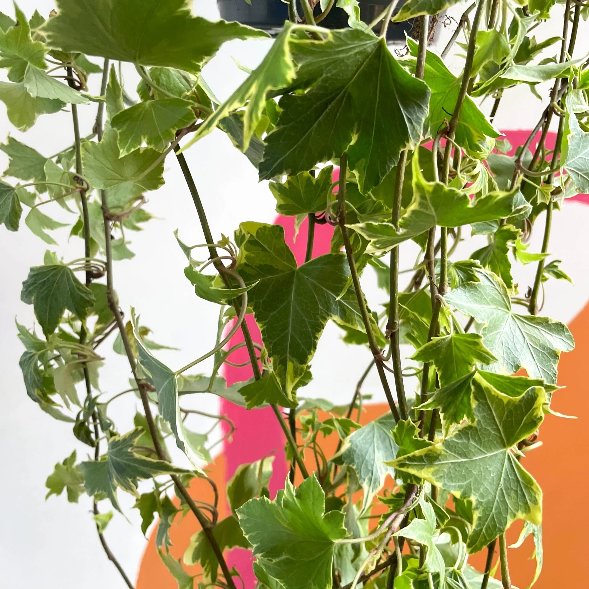 Hedera helix 'Goldchild' - English Ivy - Image 9