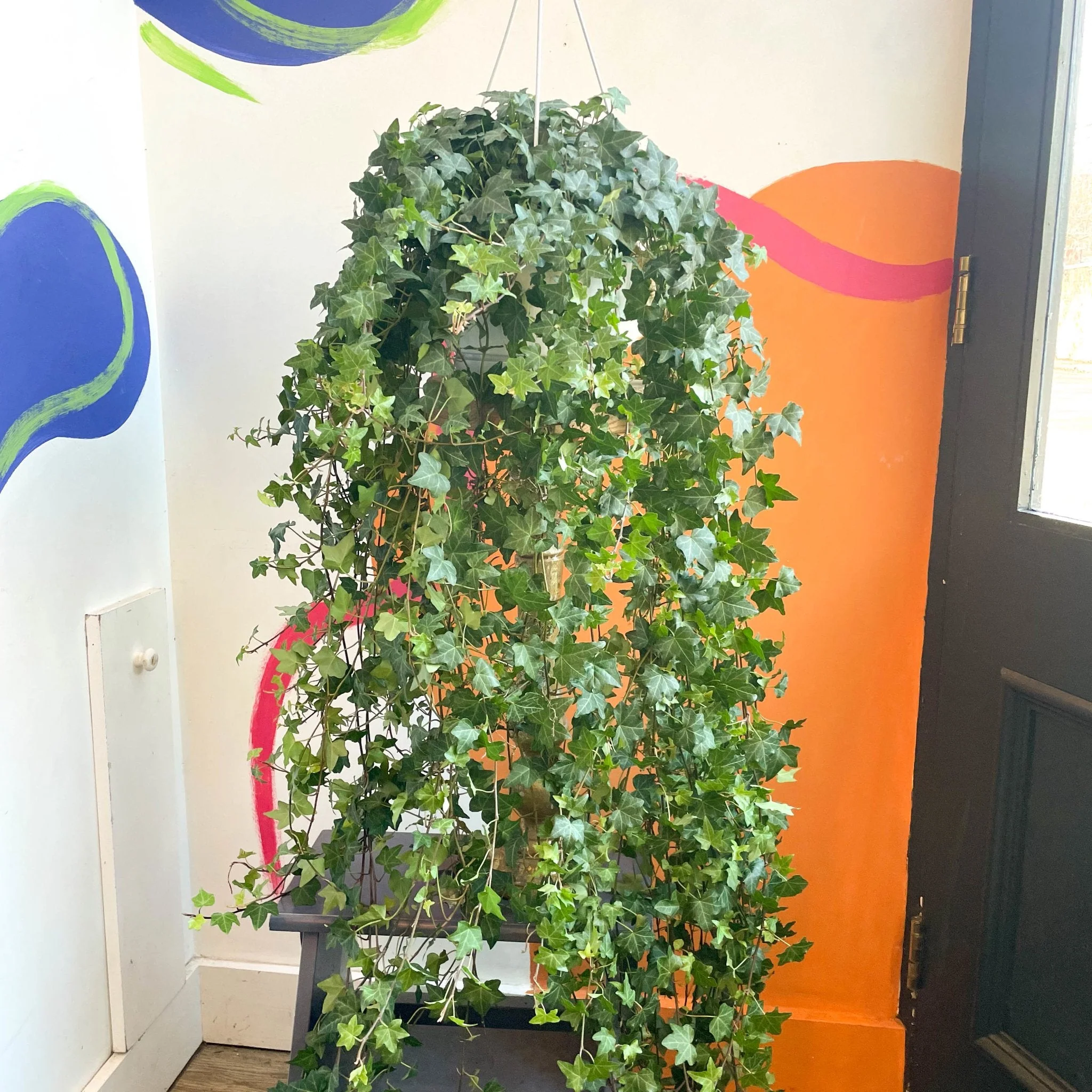 Hedera helix 'Pittsburgh' - English Ivy - Image 3