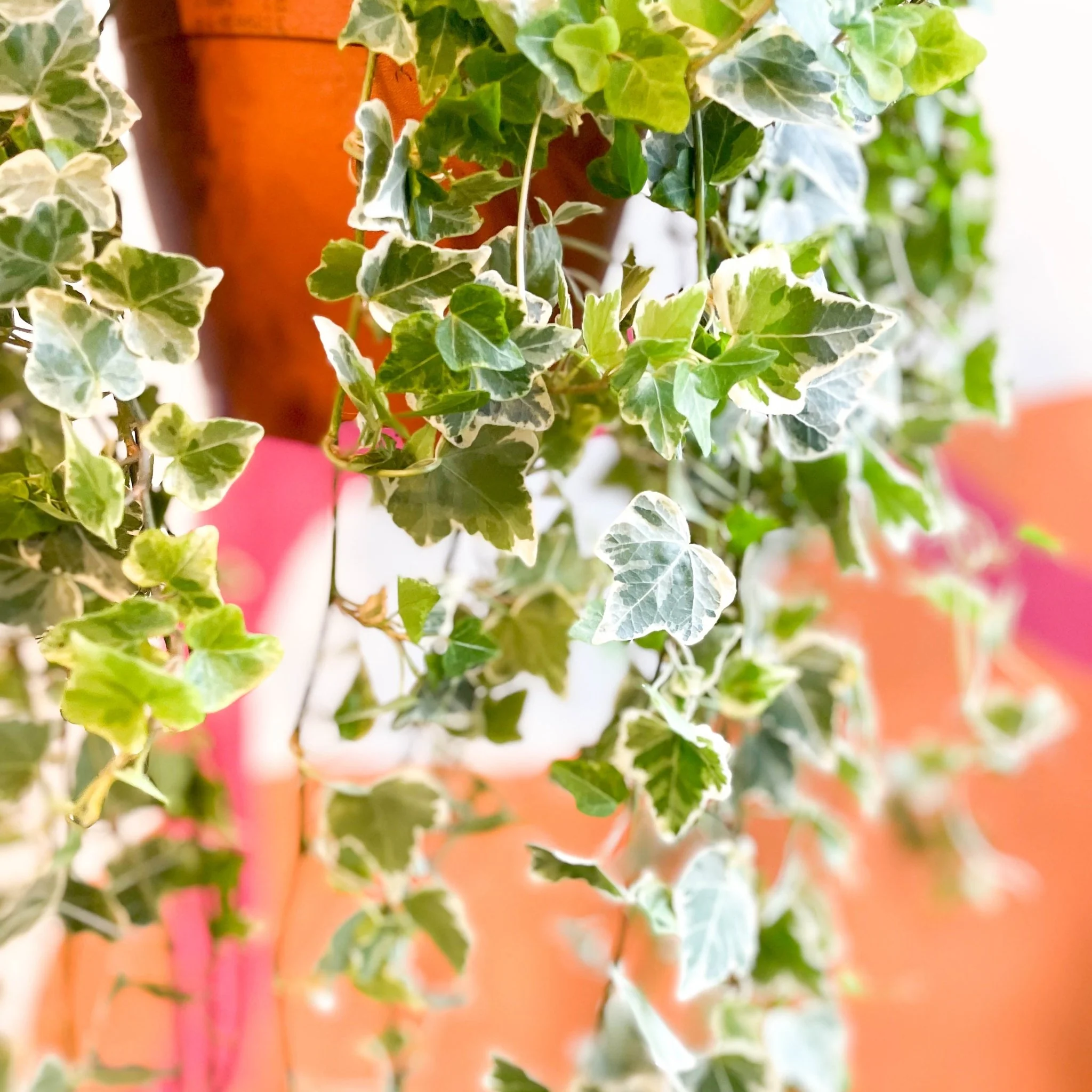 Hedera helix 'White Wonder' - English Ivy - Image 10
